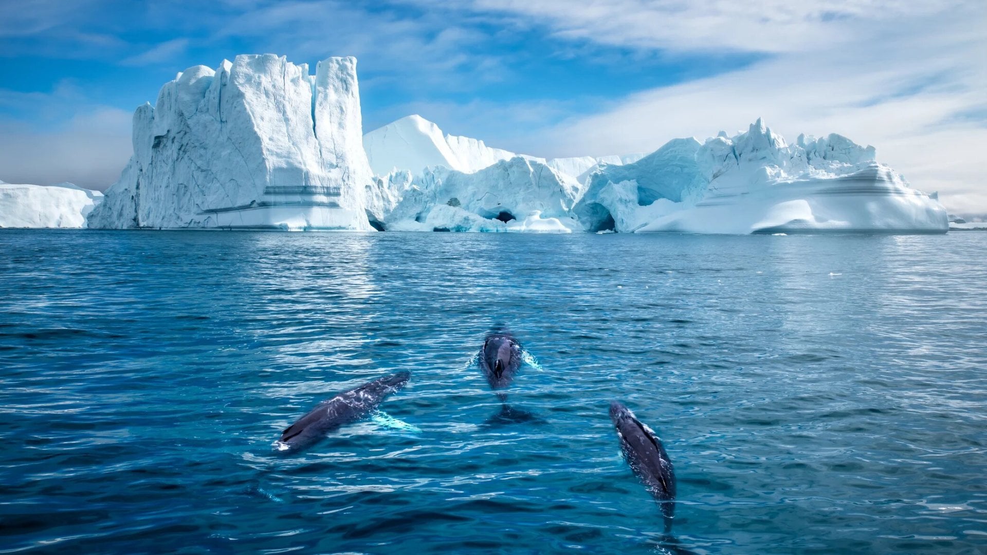 Three humpack whales swimming to towering, frozen glaciers in Greenland.