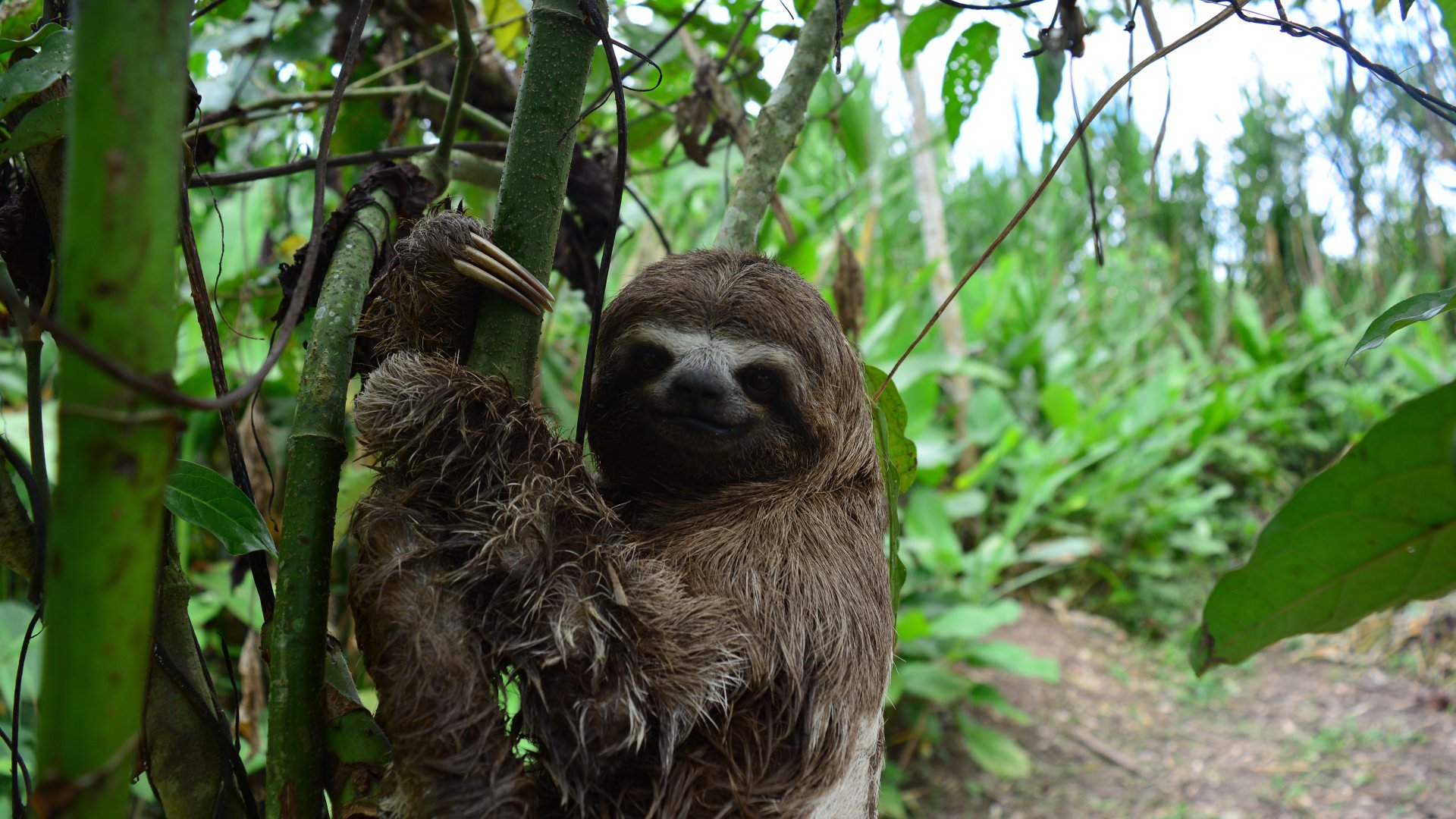 Three-toed sloth in the Amazon jungle.