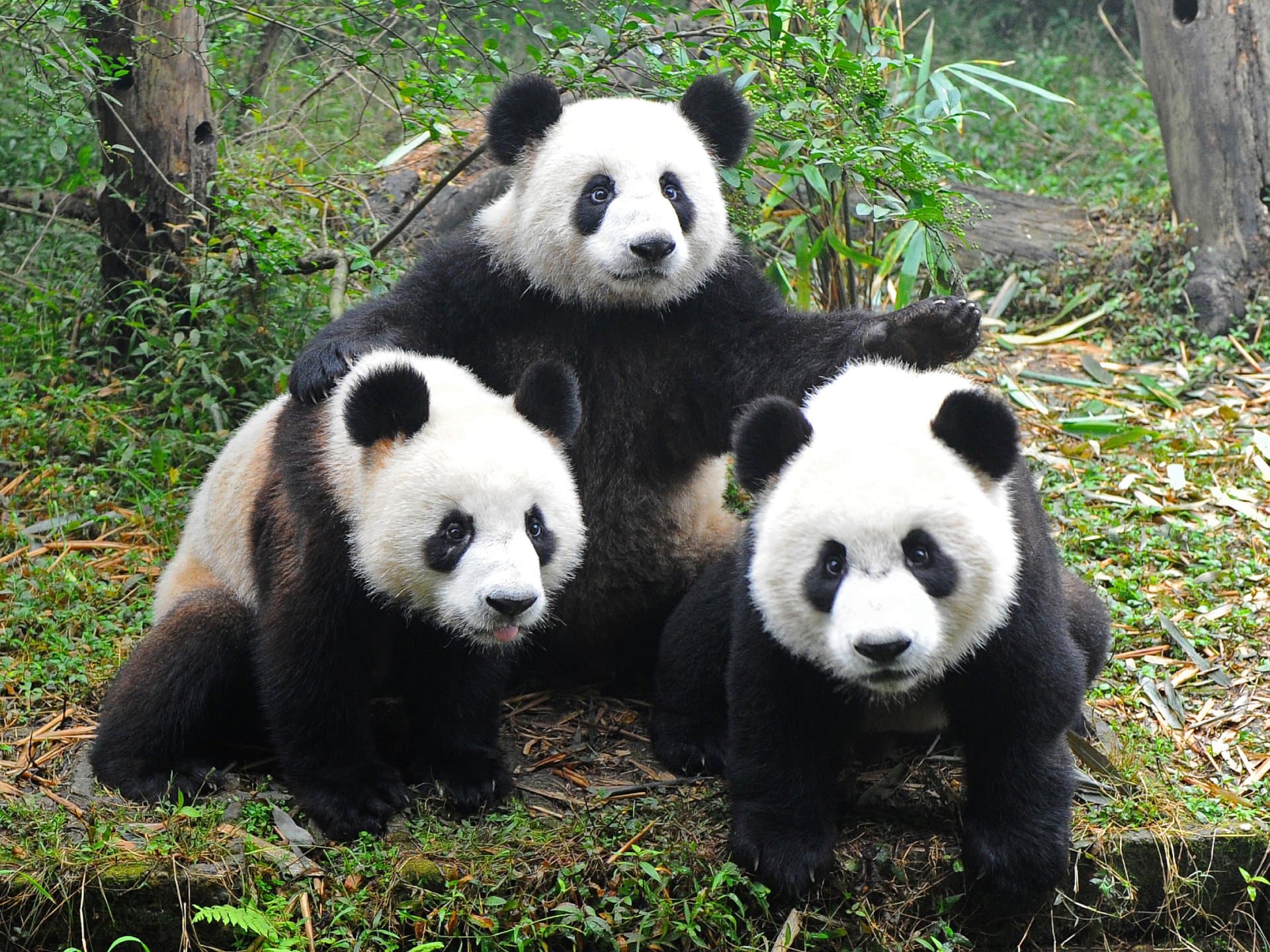 Three pandas posing, Chengdu
