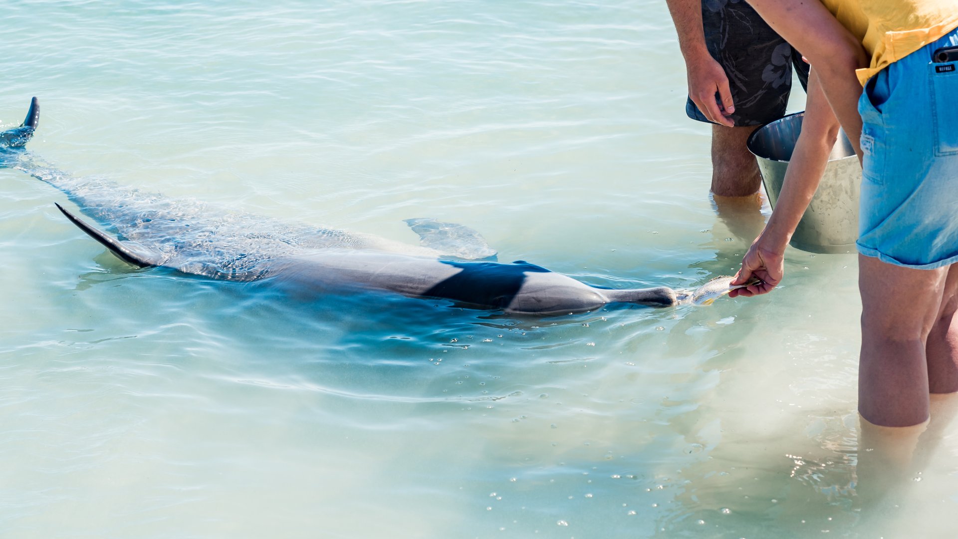 Tourist feeding bottlenose dolphin with fish at Monkey Mia beach resort, Australia