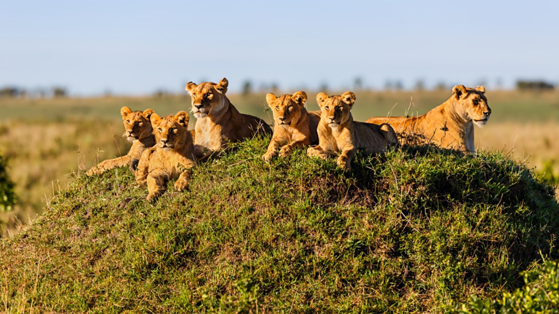 Two Lionesses with Four Cubs on a Termite Hill enjoying the sun in Masai Mara, Kenya