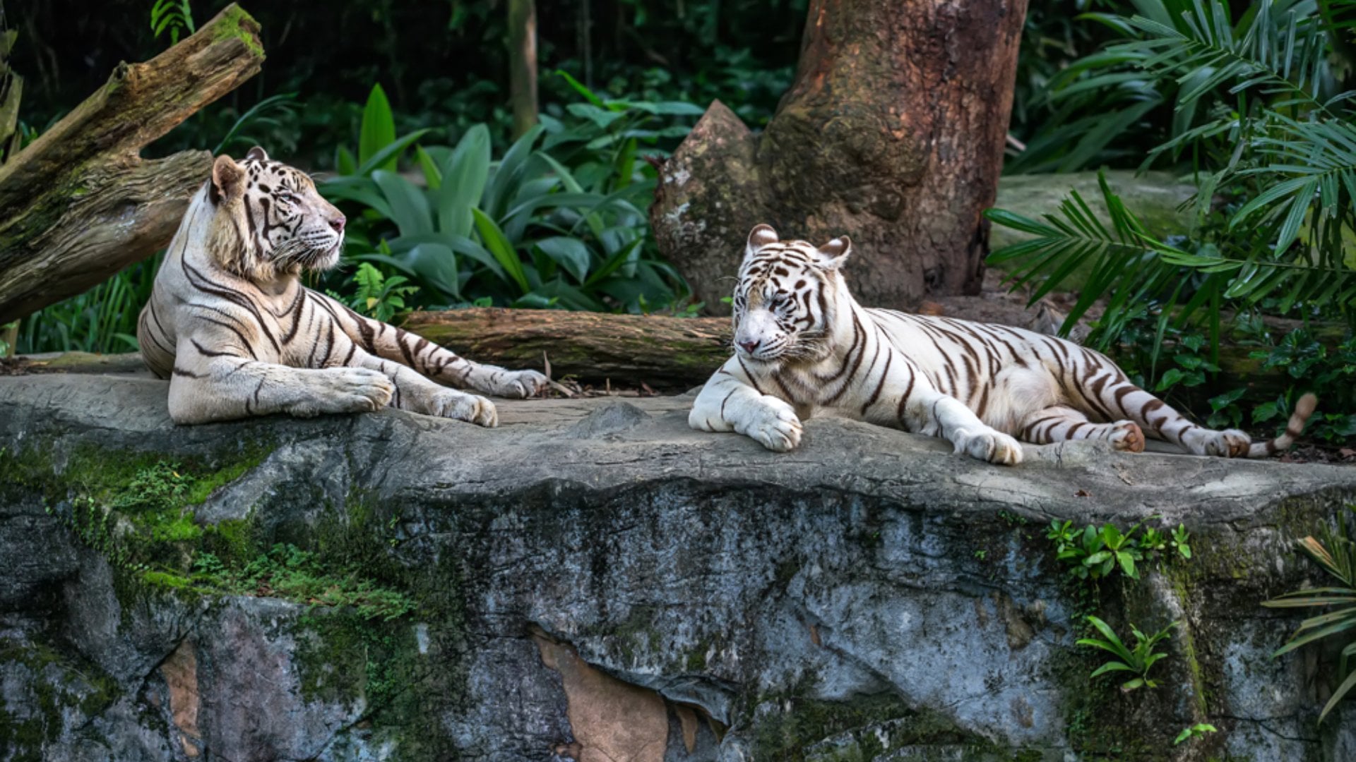 Two white tigers resting on a rock at Singapore Zoo, Singapore