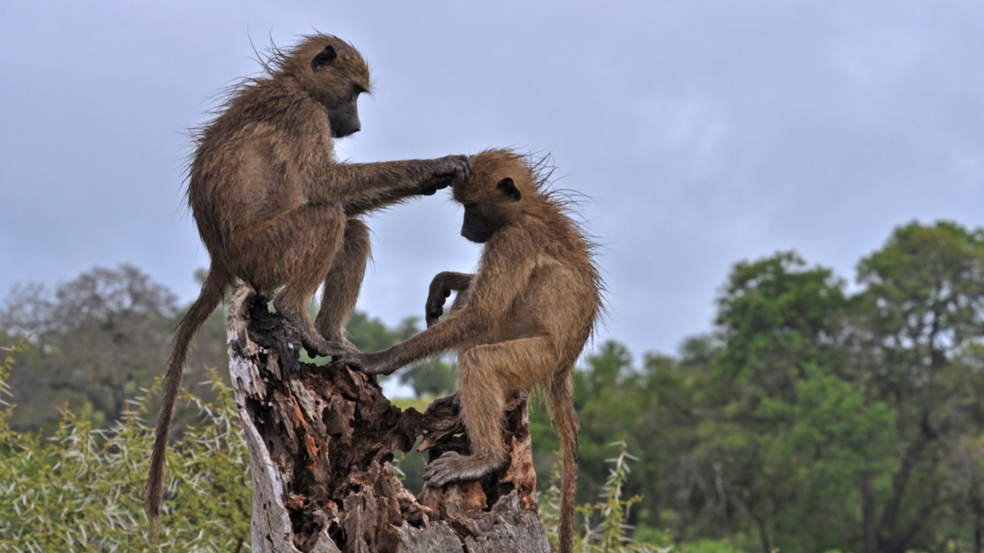 Two wild chacma baboons grooming in Kruger Park, South Africa
