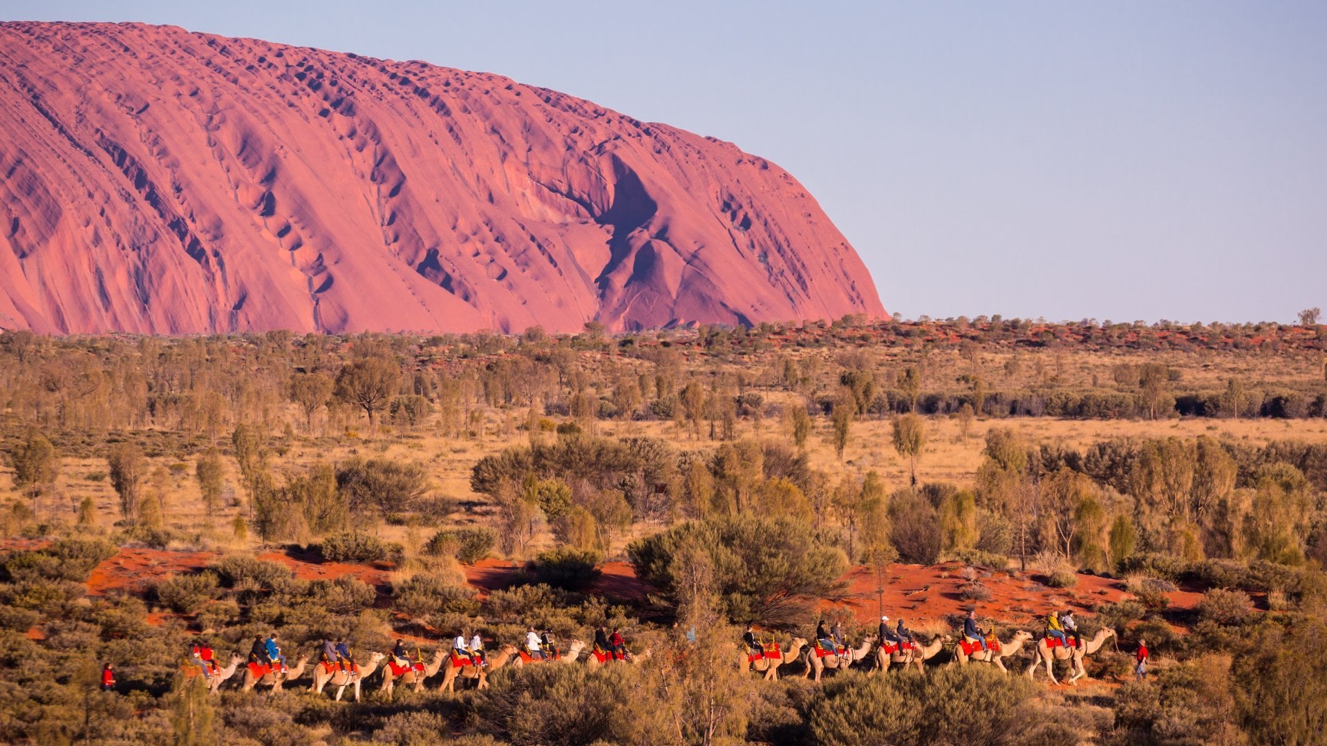 Uluru at Sunset with Camels