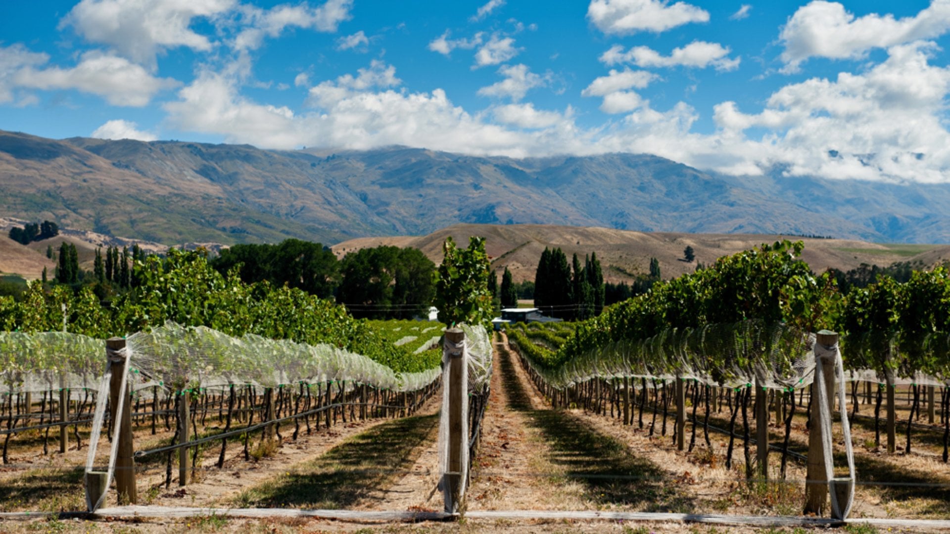 Vineyard in Gibbston Valley, Central Otago, South Island, New Zealand