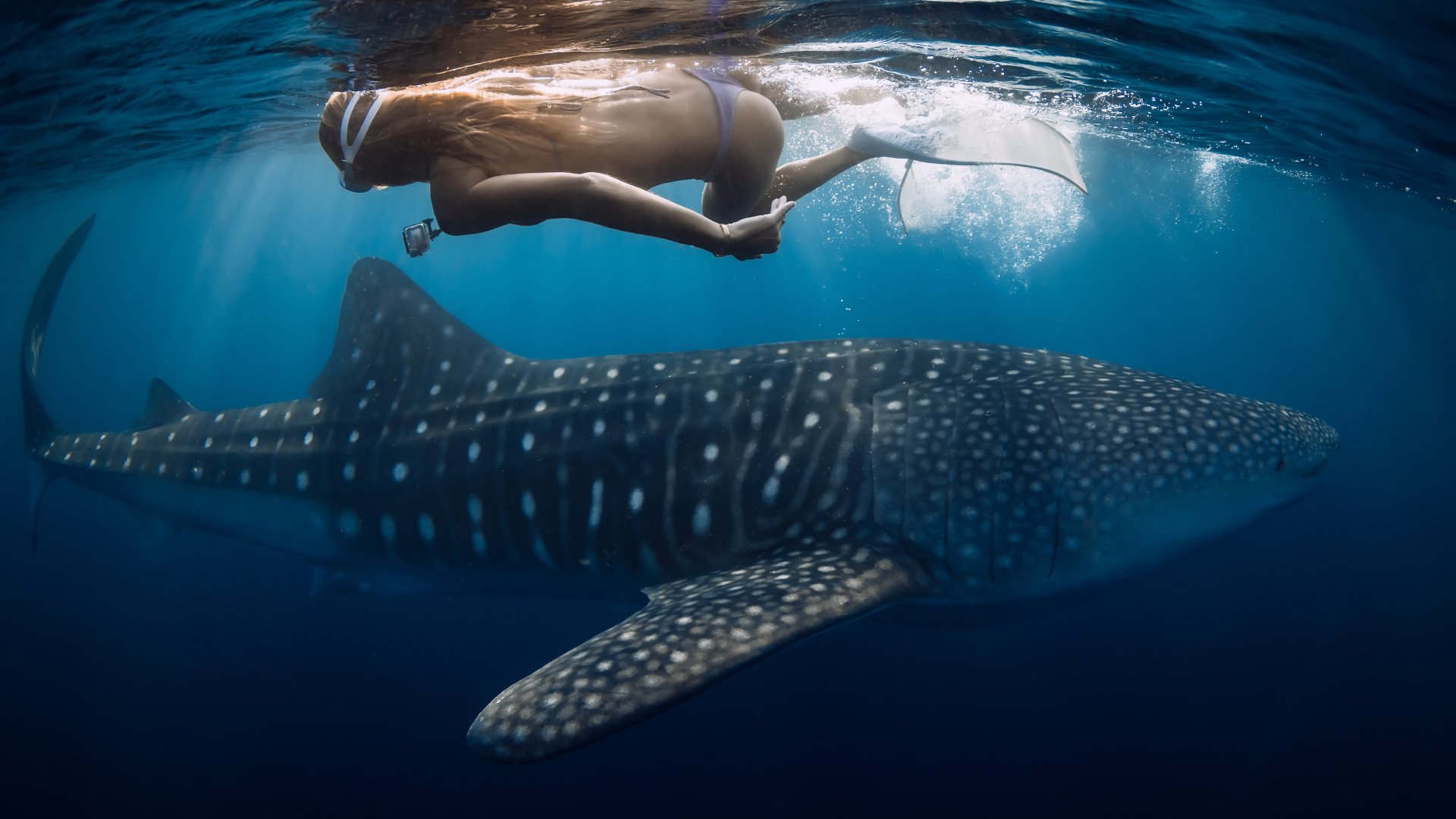 Whale shark and young woman with camera in blue ocean.