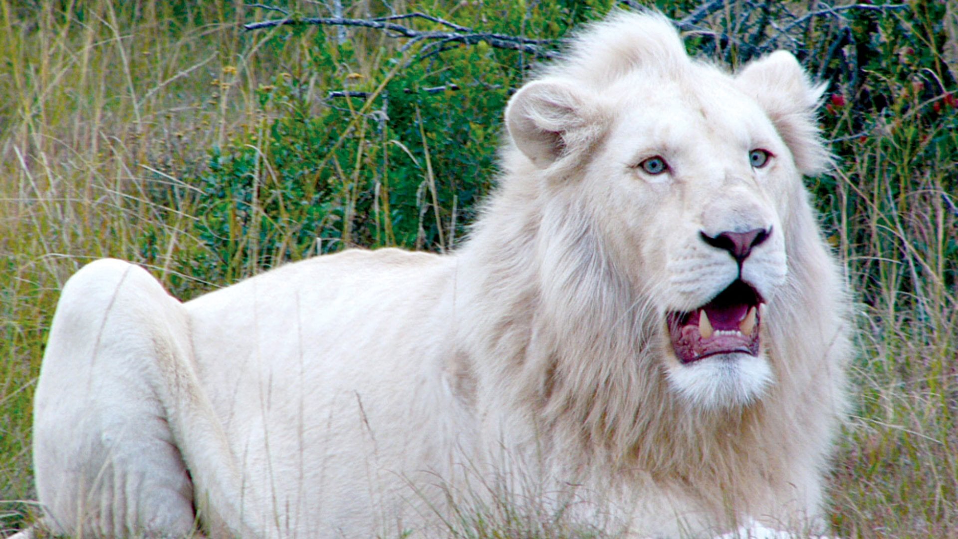 White lion at Pumba Private Game Reserve