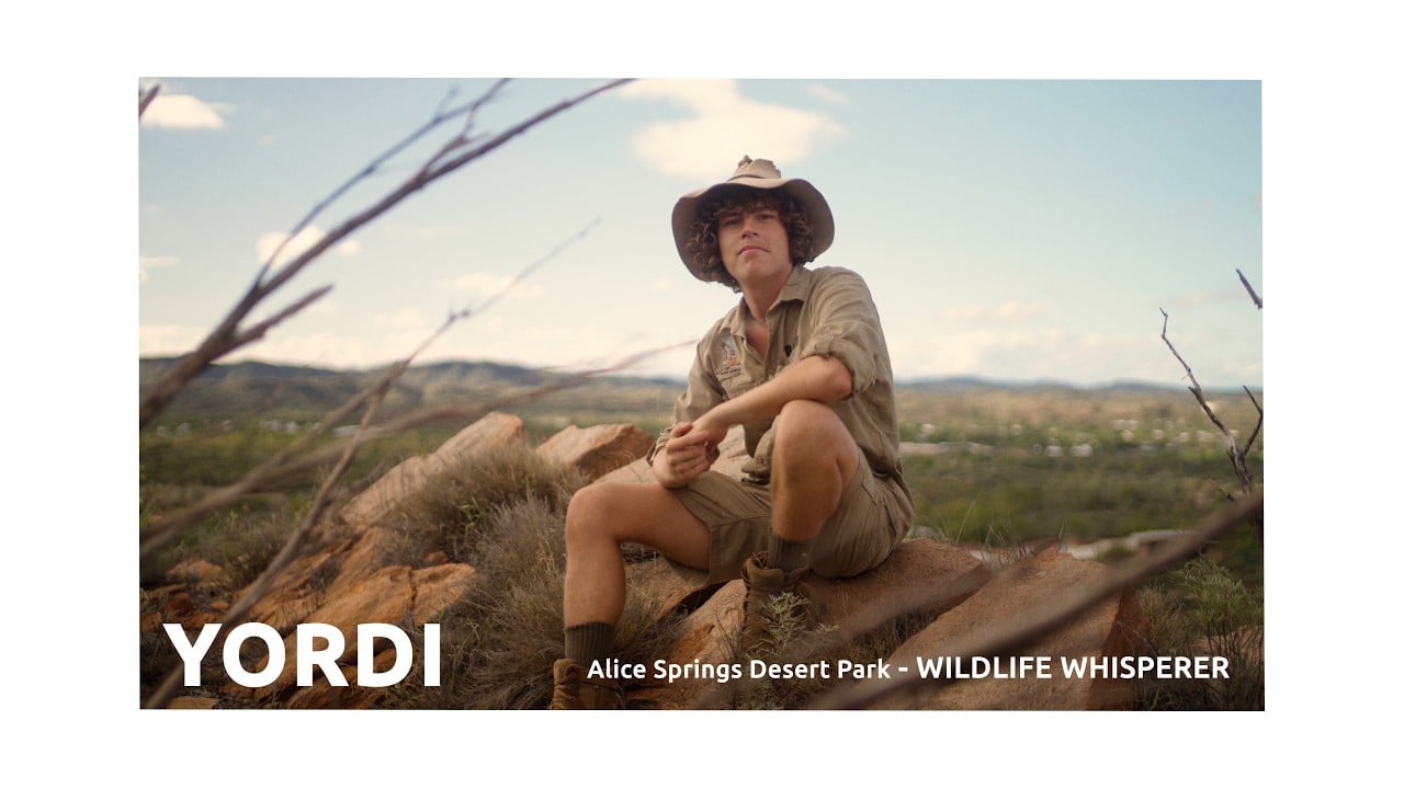 Yordi of Alice Springs Desert Park sitting on a rock in Alice Springs Desert Park, Northern Territory, Australia.