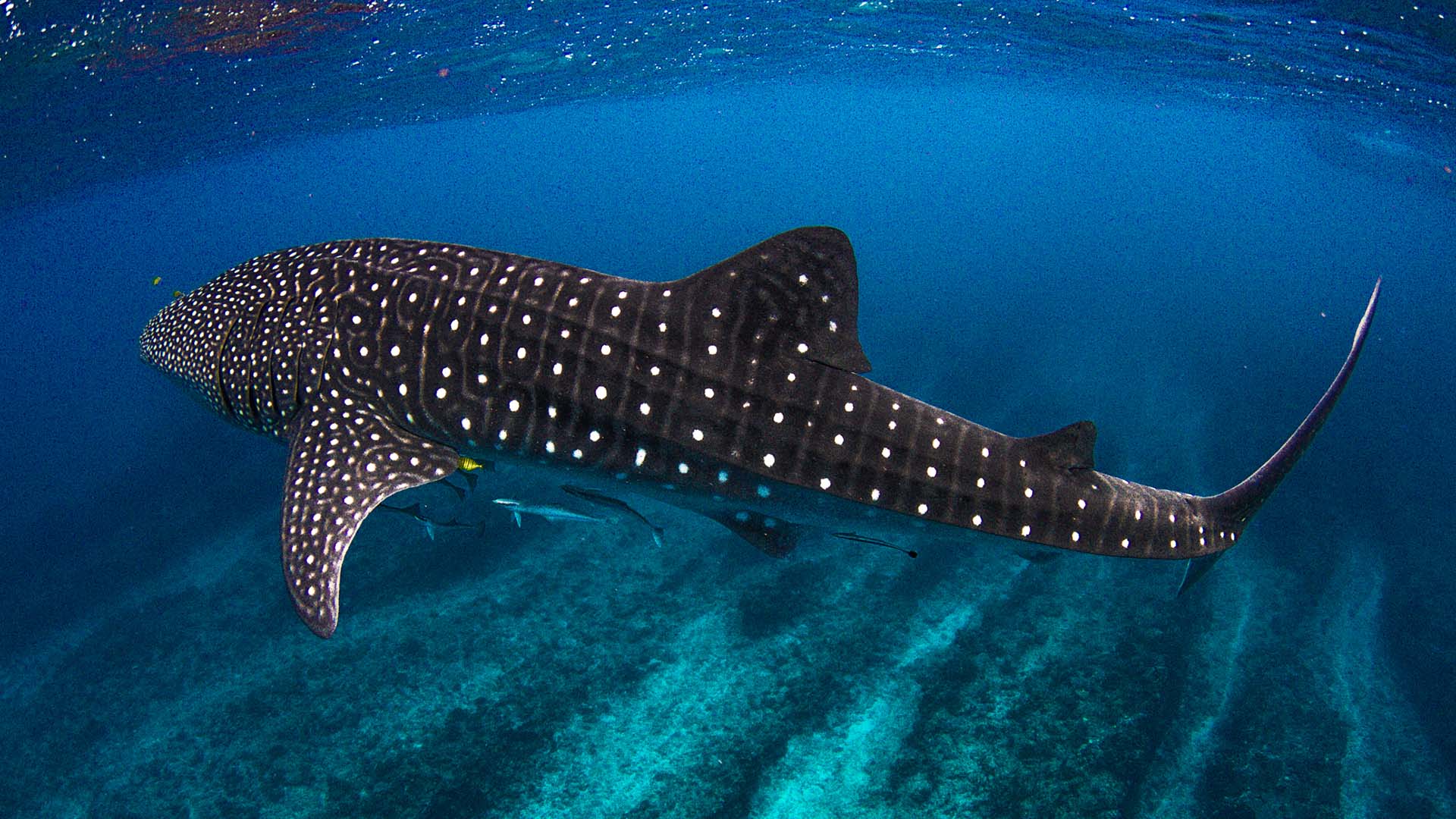 A whale shark at the Ningaloo Reef in Western Australia