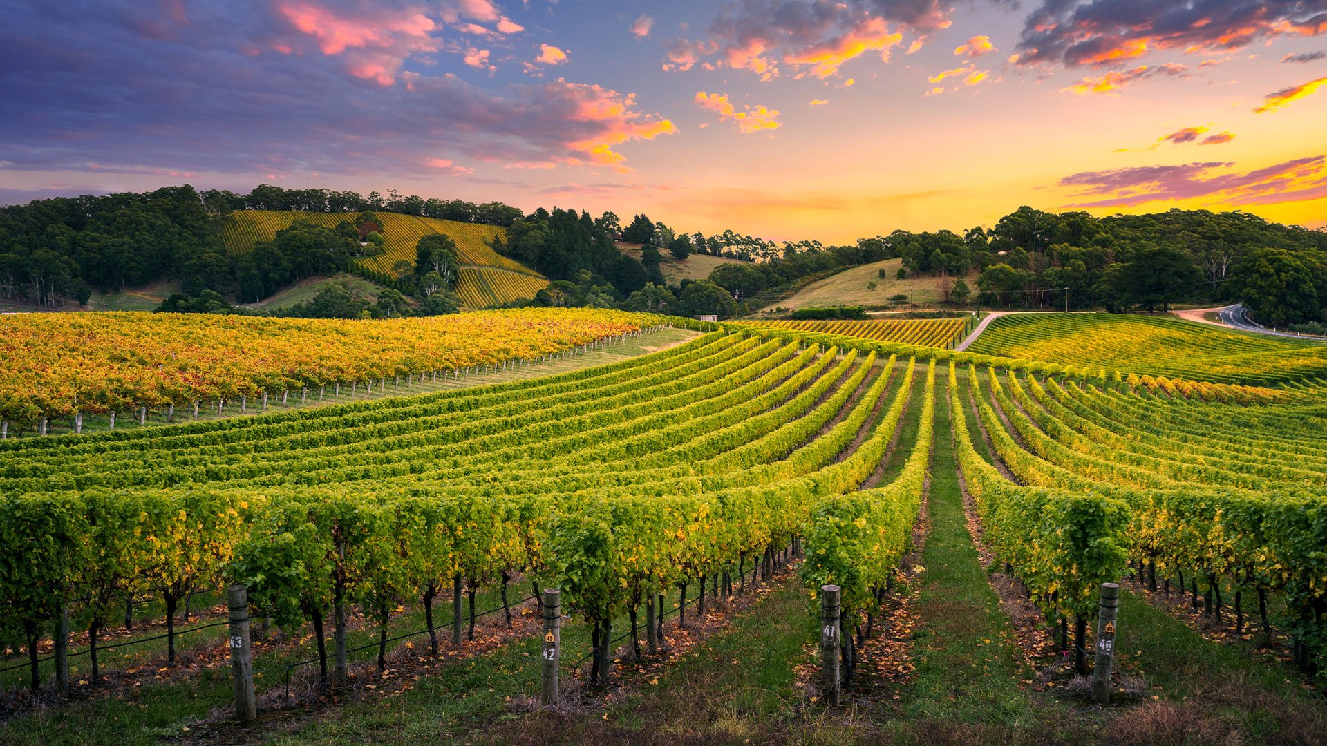 Vineyard in the Adelaide Hills in South Australia.
