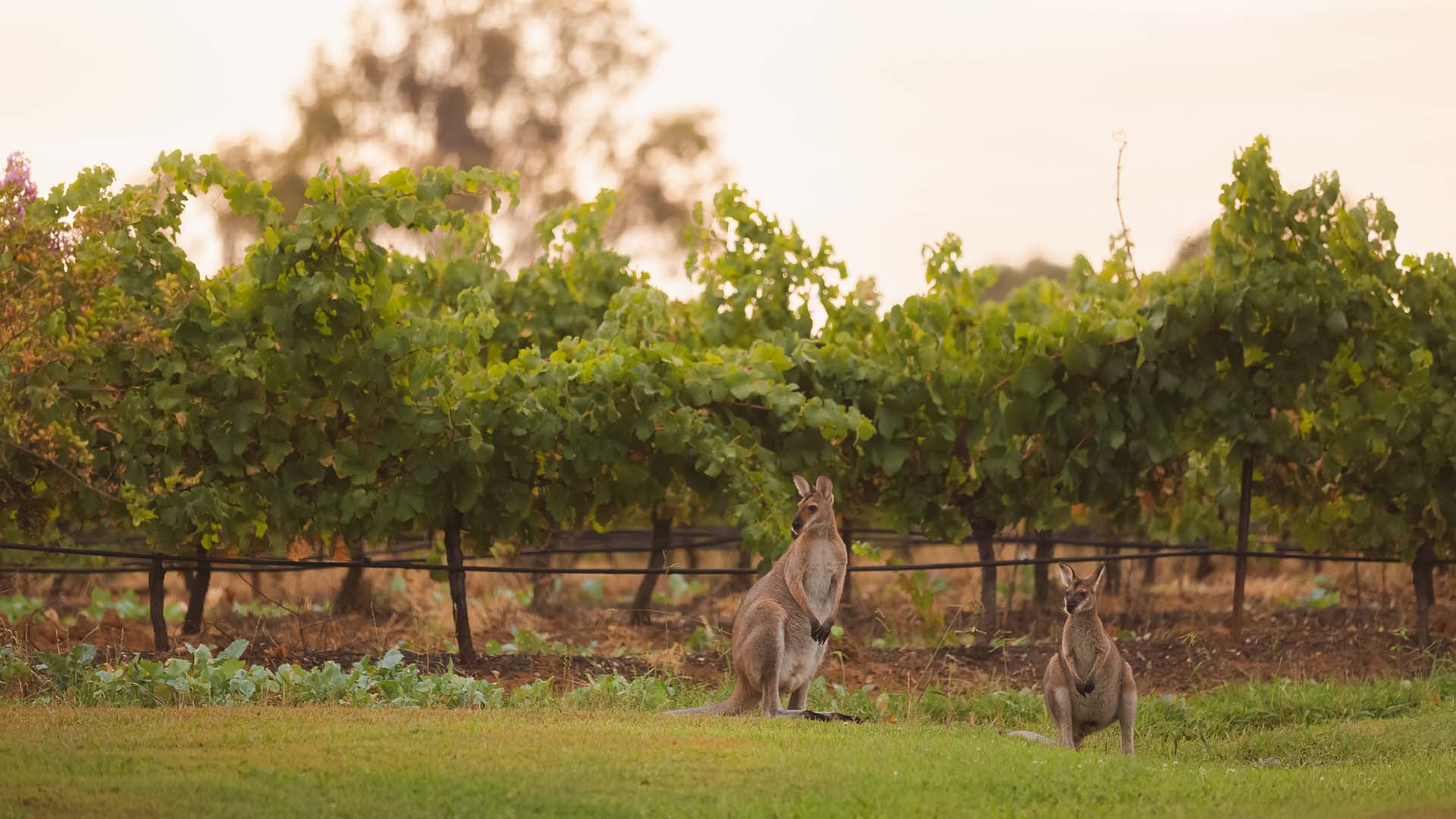 Kangaros in a vineyard in the Hunter Valley in Australia