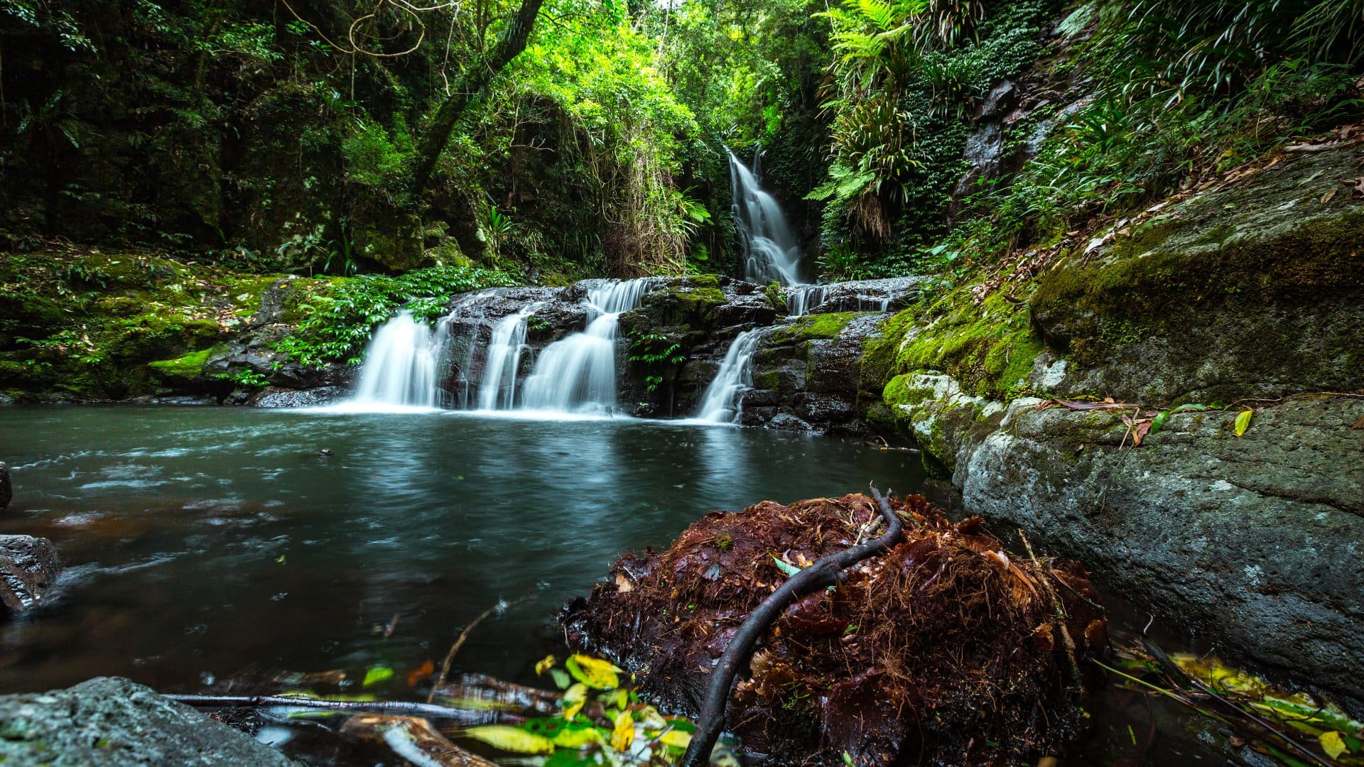 creek and small waterfall in lush forest