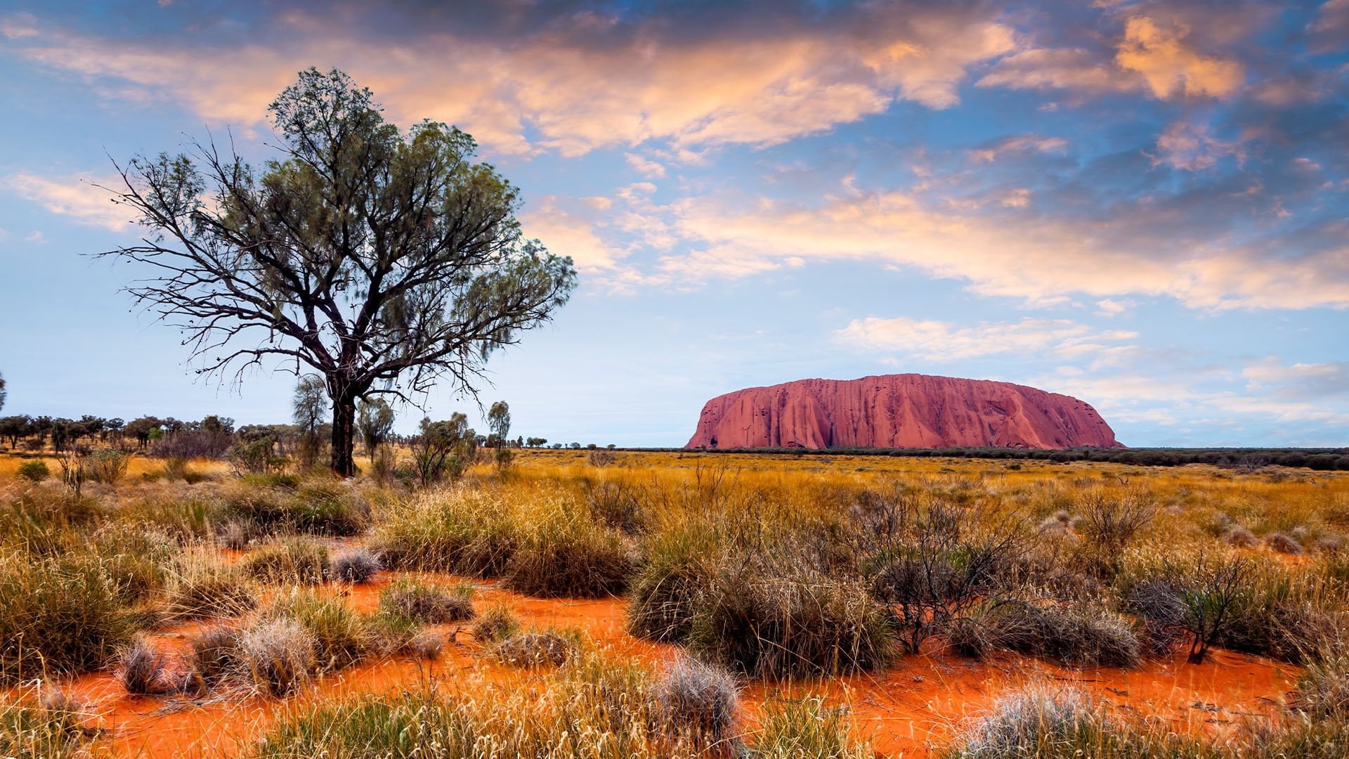 sparse grass and trees in front of Australia's Uluru, the sacred sandstone monolith formerly known as Ayers Rock