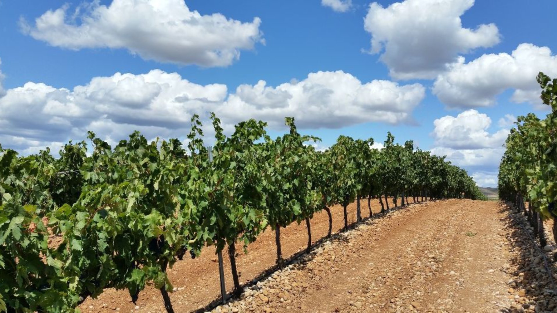 Vineyards in the Basque country