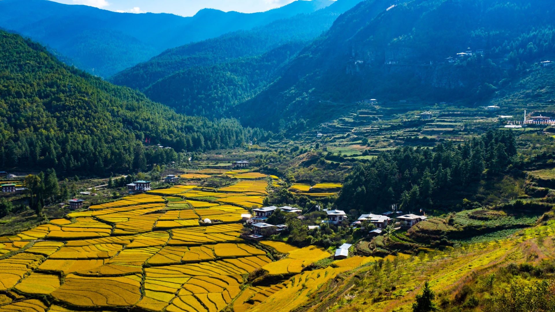 Aerial view of rice paddies in Paro, Bhutan