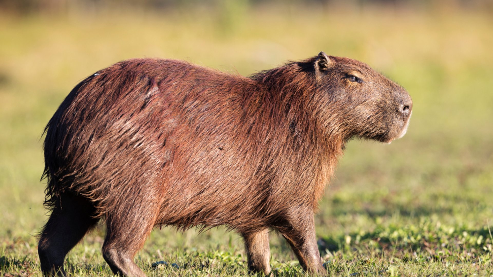 Capybara in Brasil Pantanal