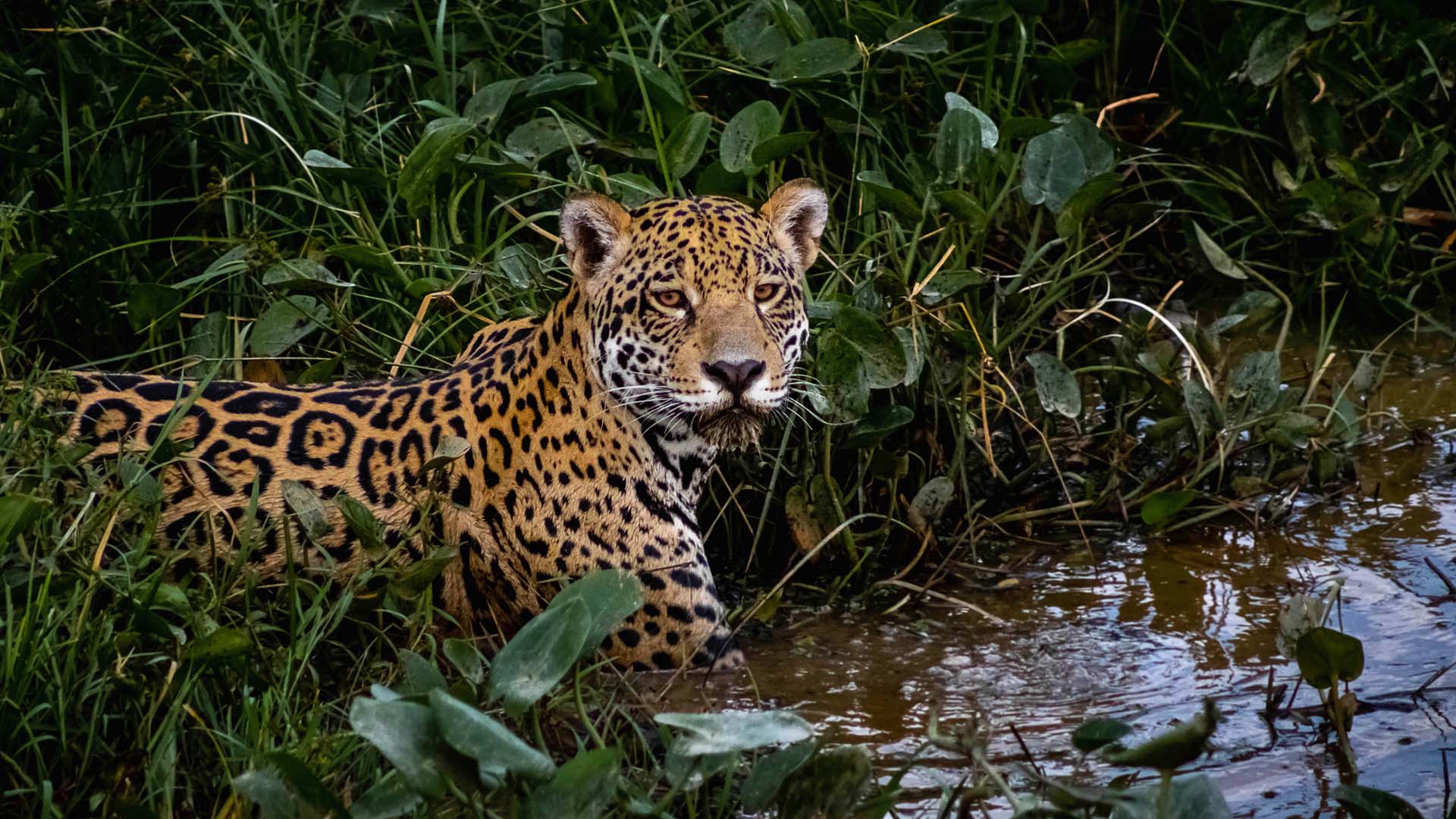 A jaguar passing through the water in the Pantanal in Brazil