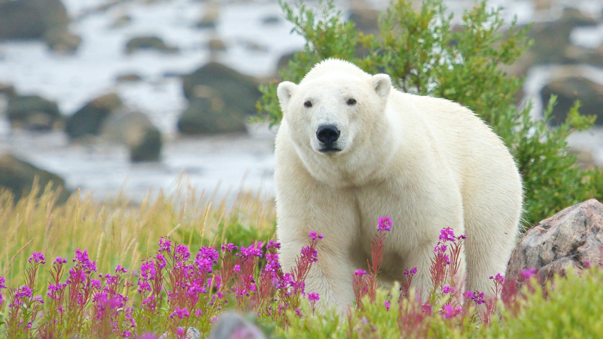 polar bear in summers flowers in front of rocky river