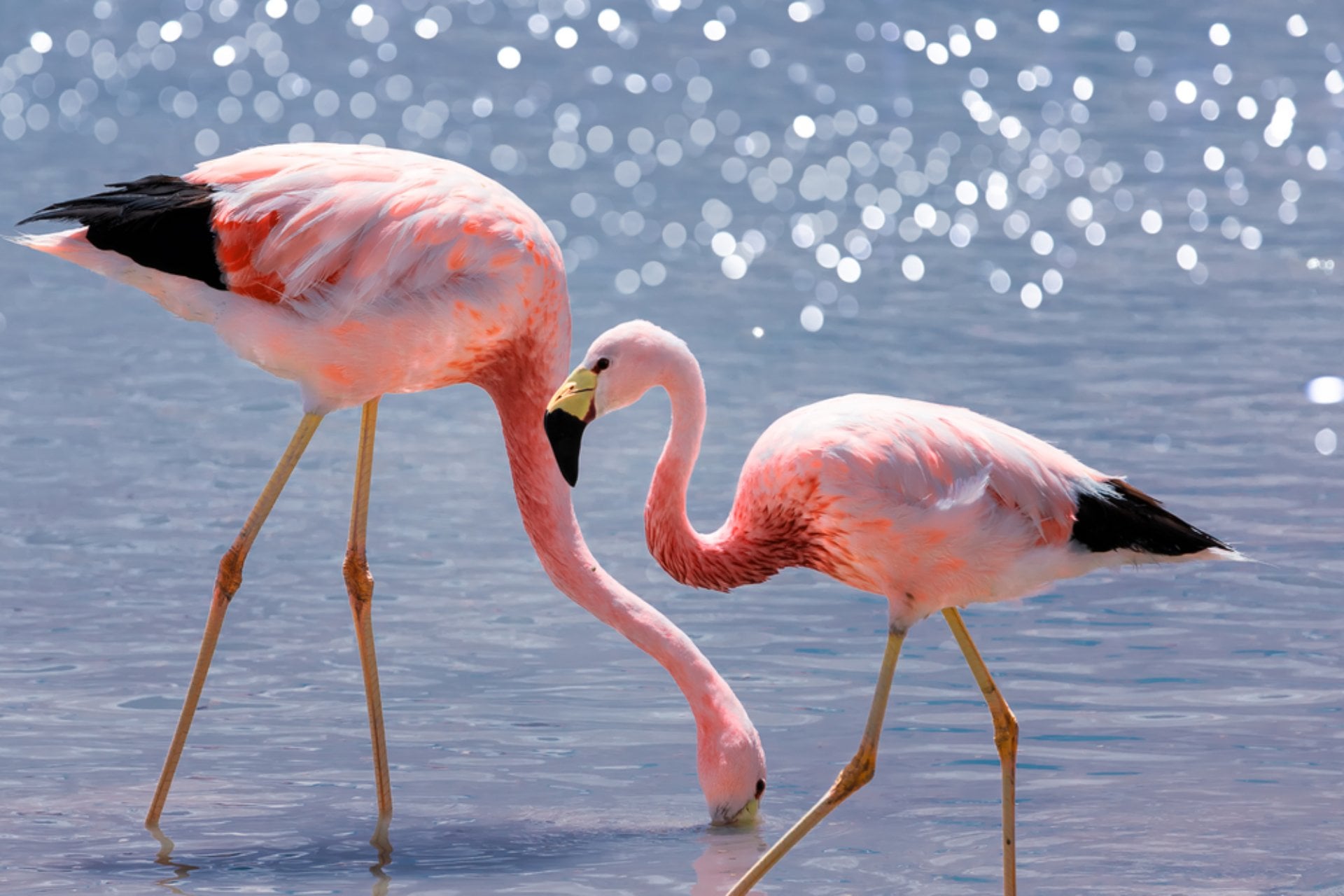 Pink Andean flamingos in salt lake Chaxa