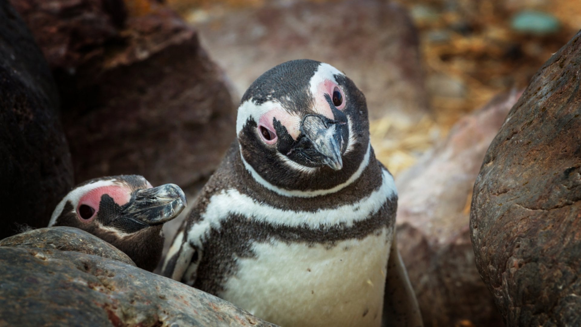 Magellanic Penguin (Spheniscus magellanicus) in Patagonia