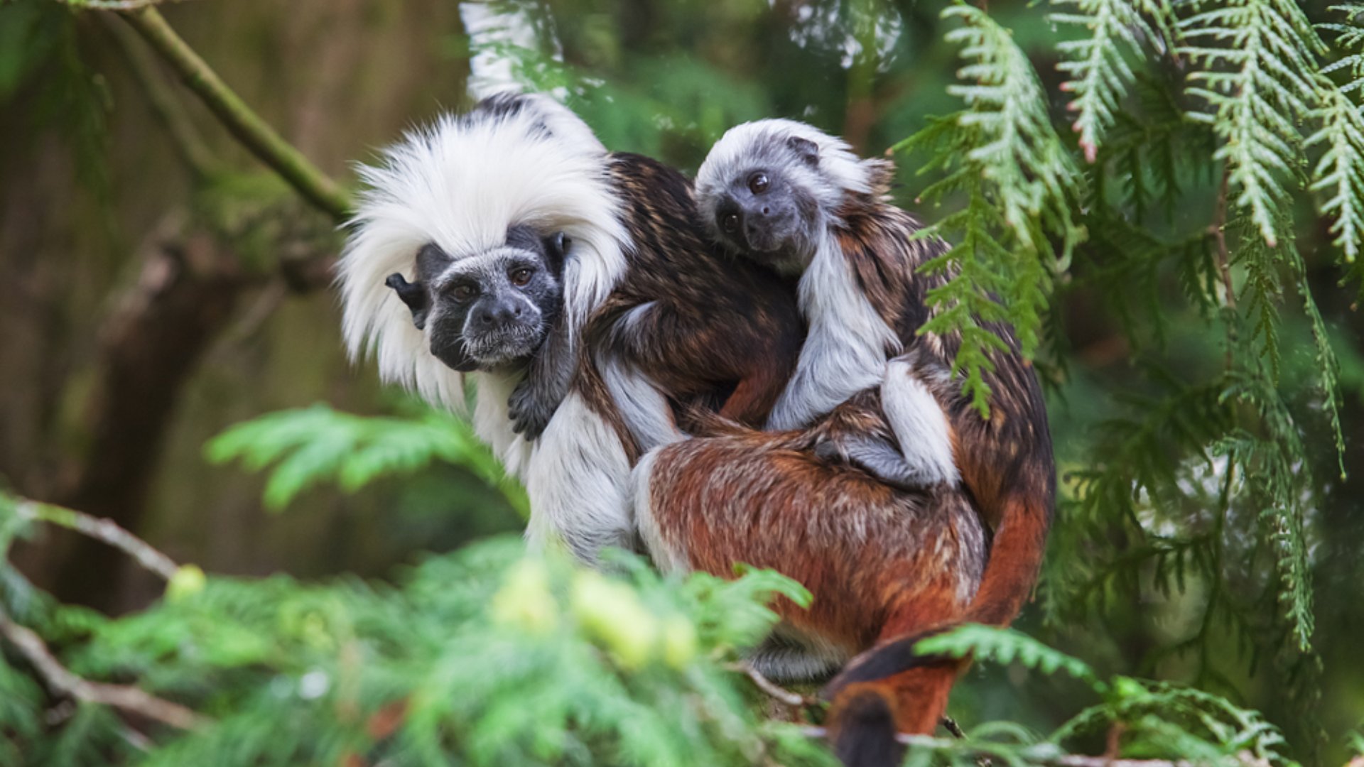 Monkey Tamarin Pinc (Saguinus oedipus) wit baby on tree