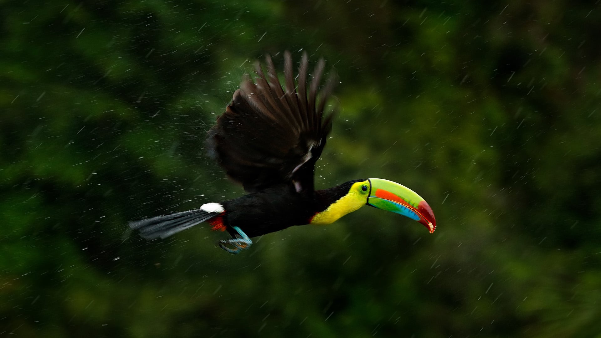 A keel-billed toucan flying over the Costa Rican jungle