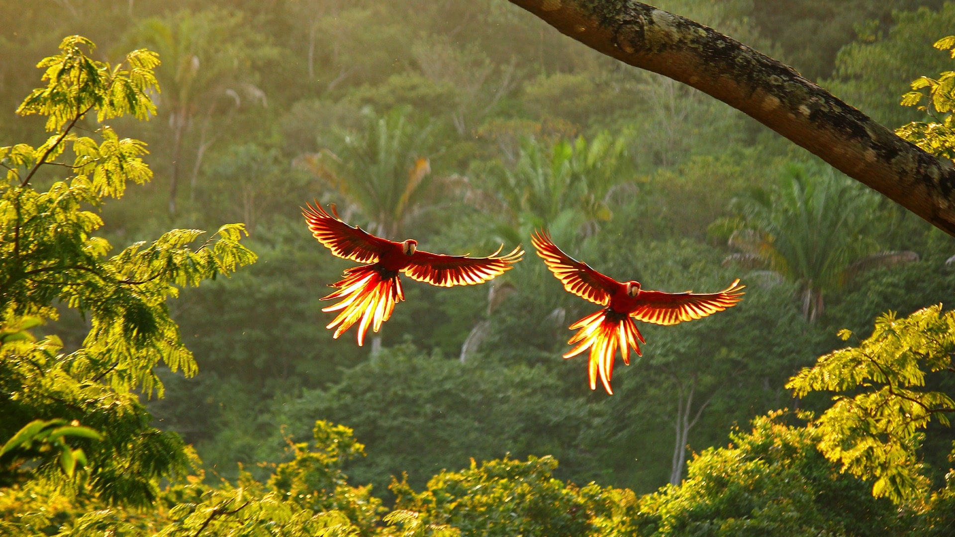 two scarlet macaws backlit by sunshine flying along the coastal forest