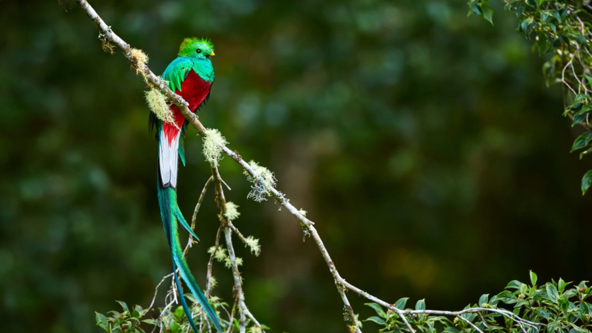 Resplendent Quetzal, Pharomachrus mocinno. Green bird from Costa Rica.