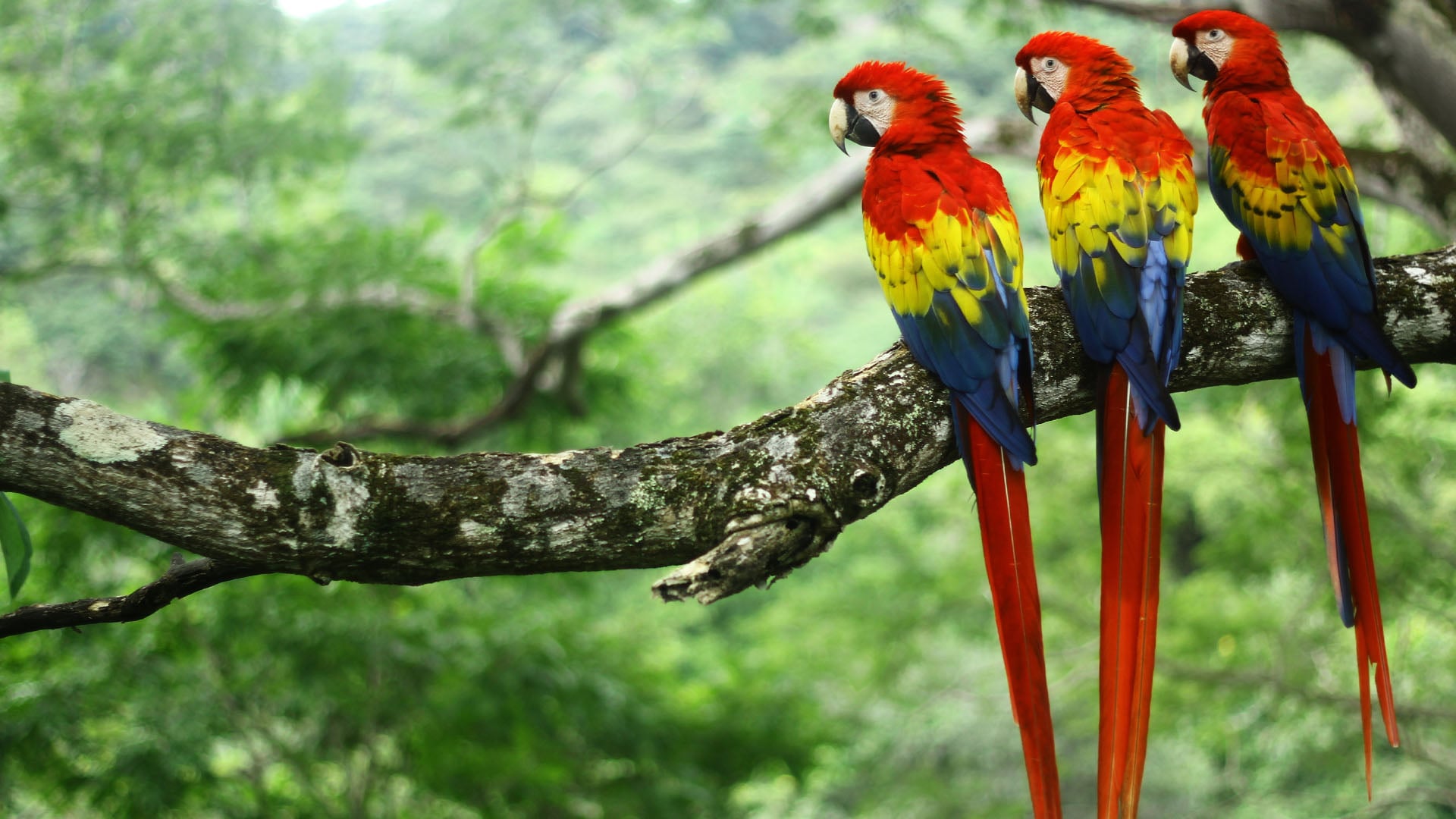 Several scarlet macaws on a tree in Costa Rica