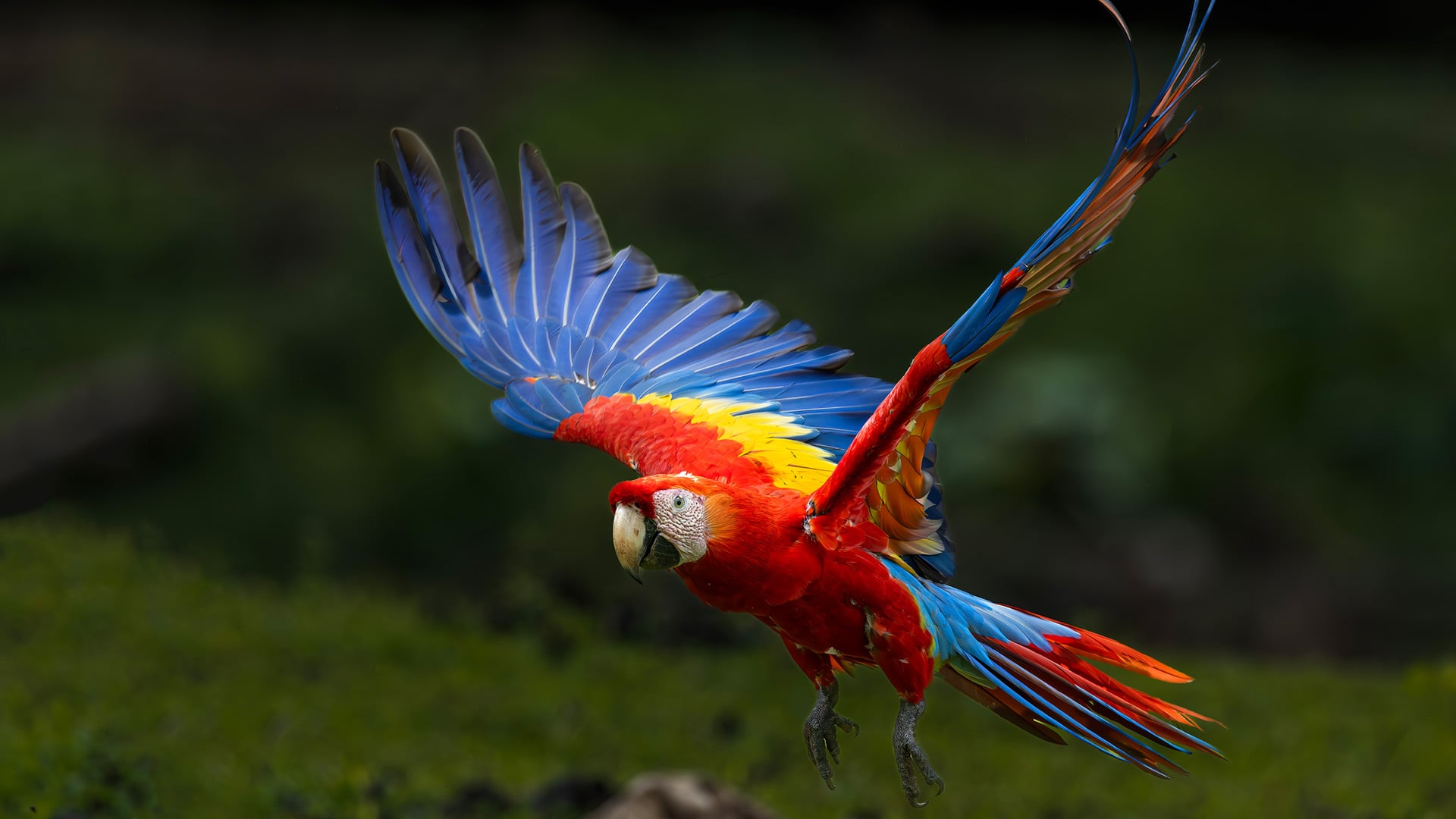 A scarlet macaw flying over the rainforest in Costa Rica