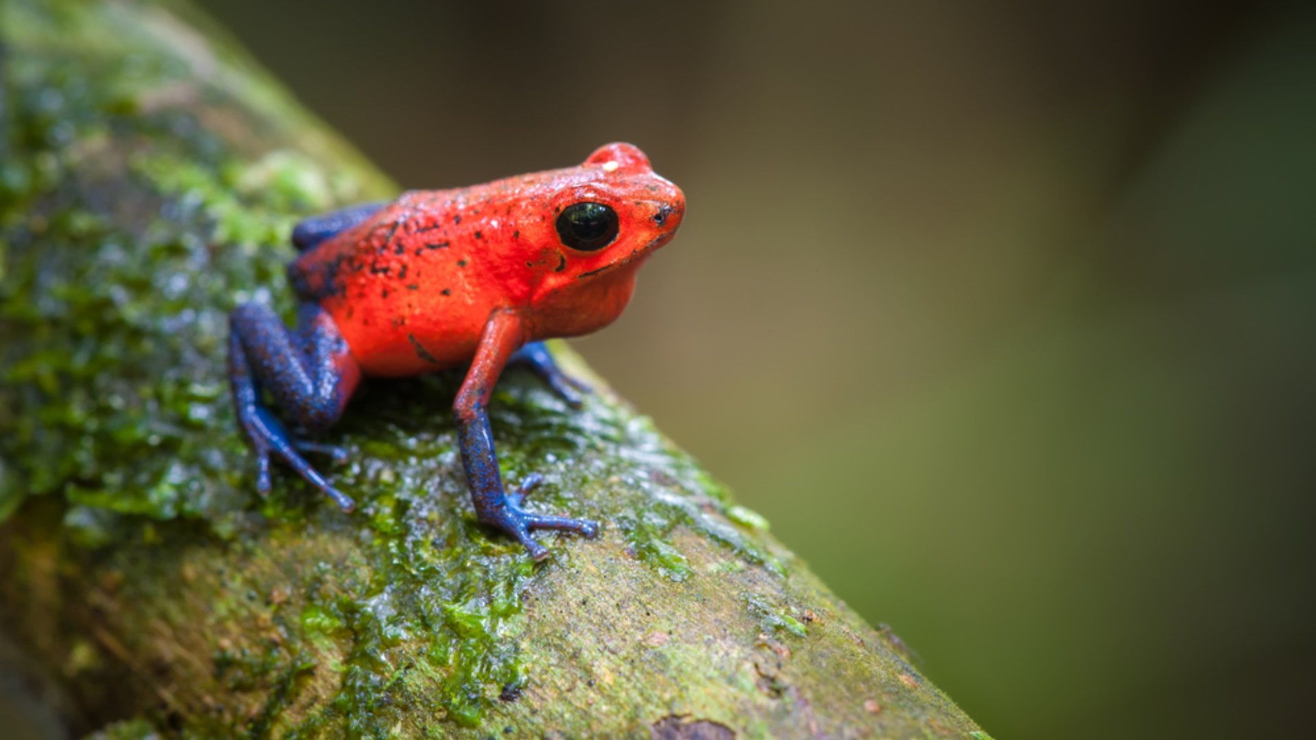 Strawberry Poison-Dart Frog (Oophaga pumilio)