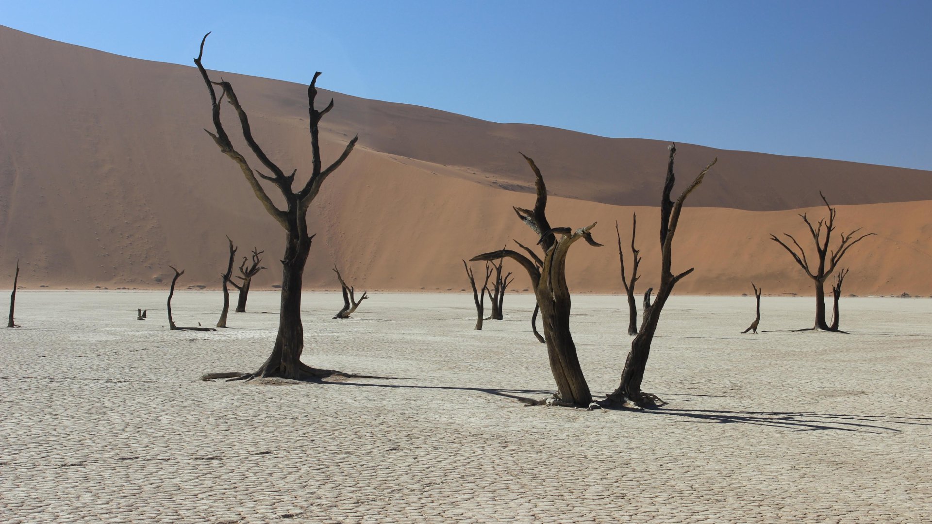 The Dead Vlei