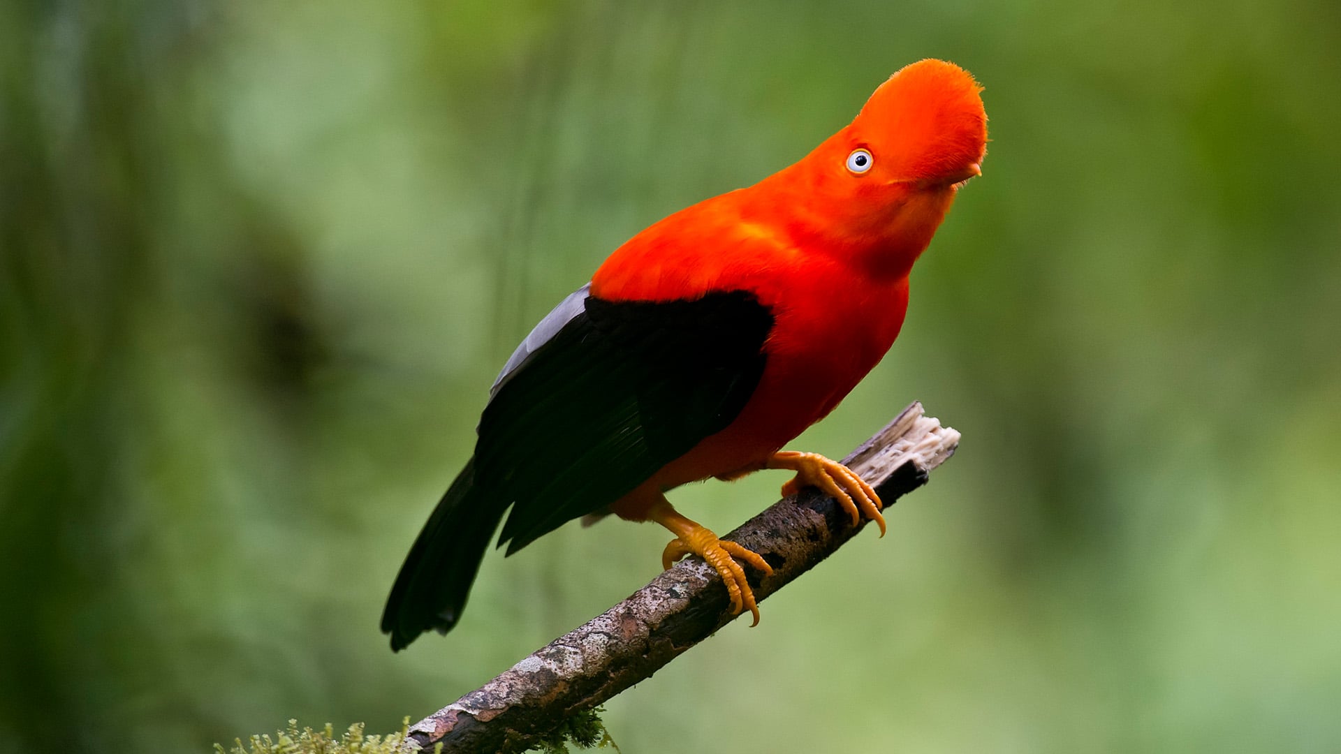 An Andean Cock-of-the-Rock on a tree branch in Ecuador
