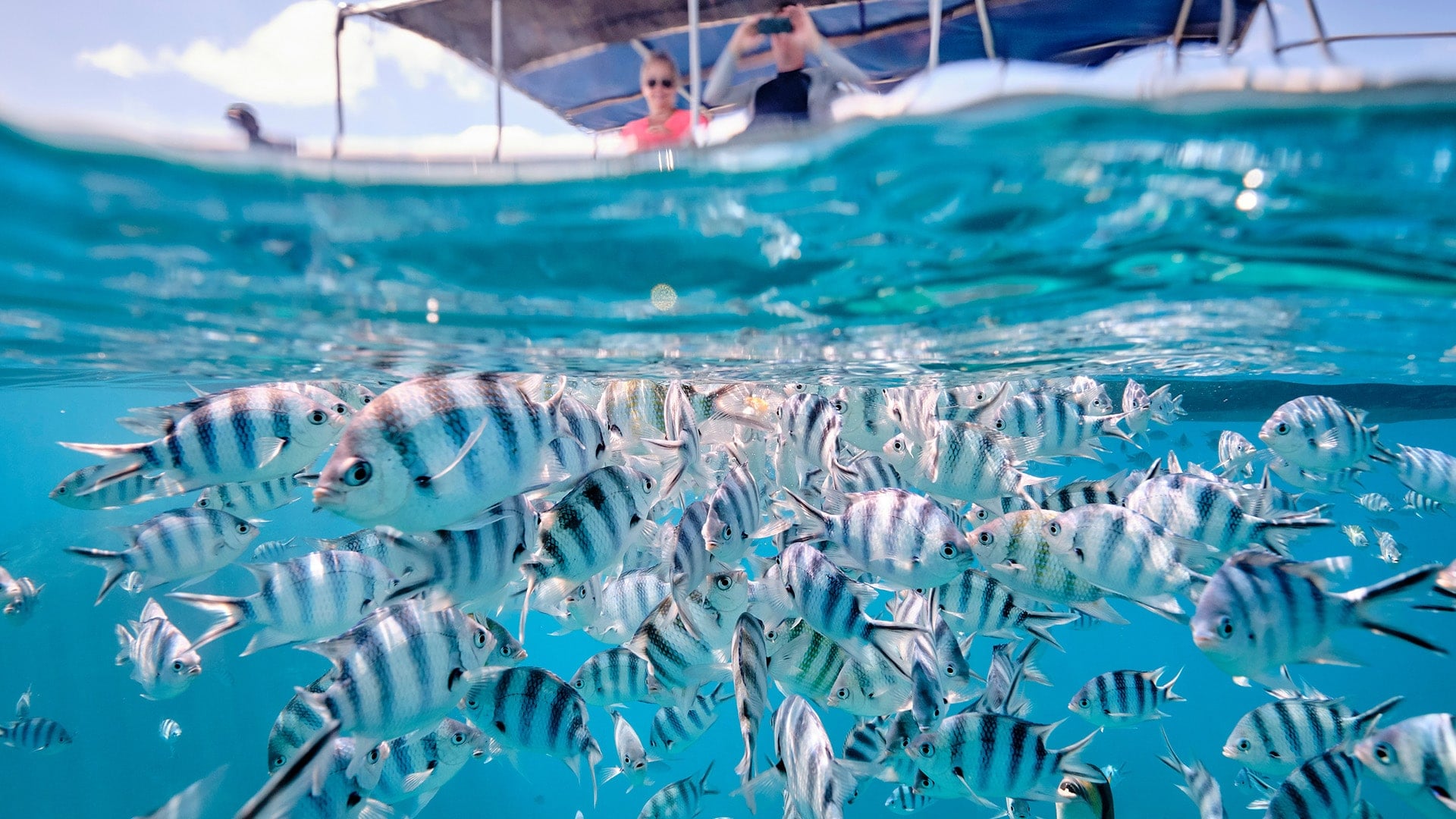 underwater view of fishes with people looking from above water