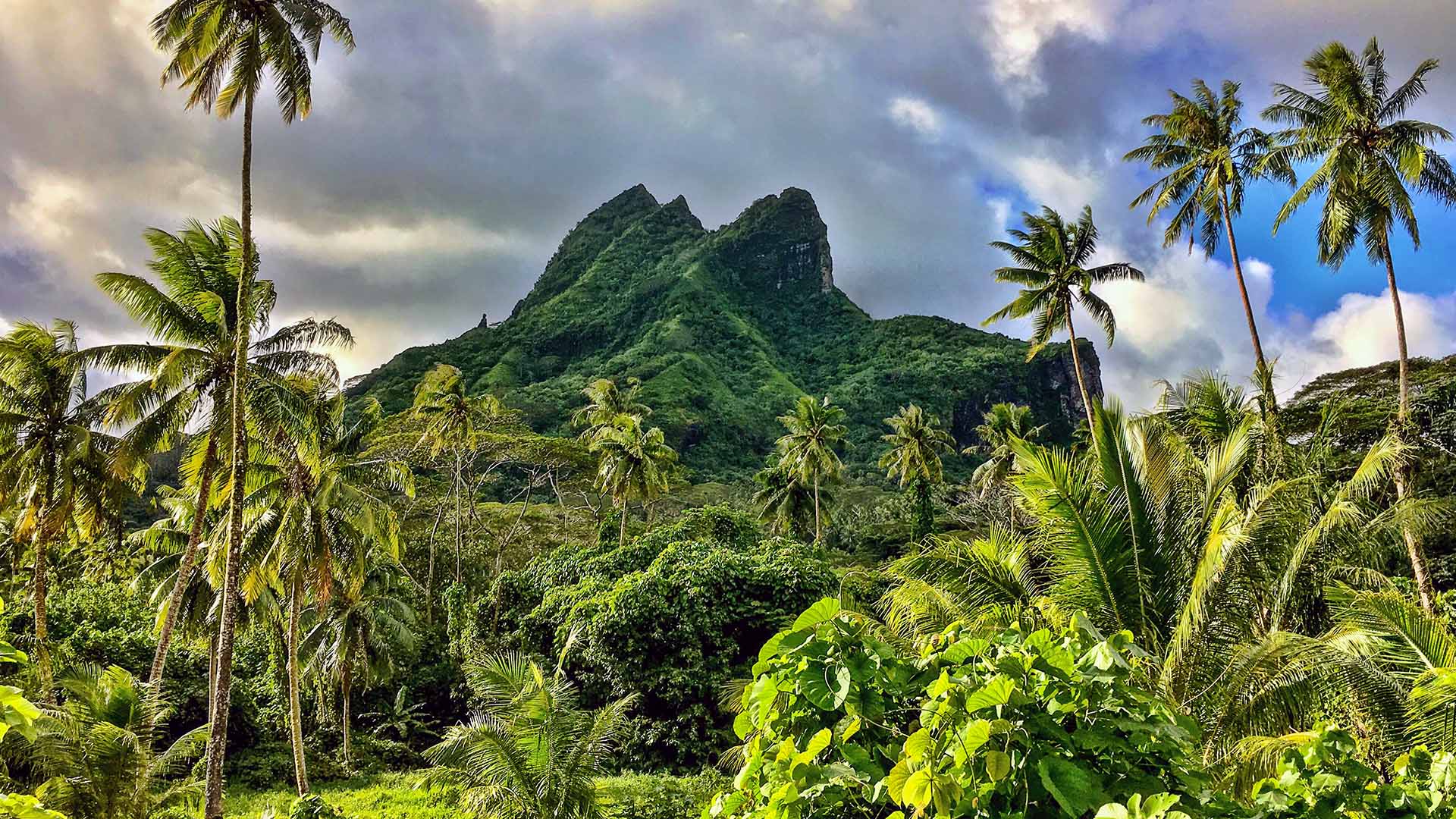 View of palm trees and green mountain on the French Polynesia island of Raiatea