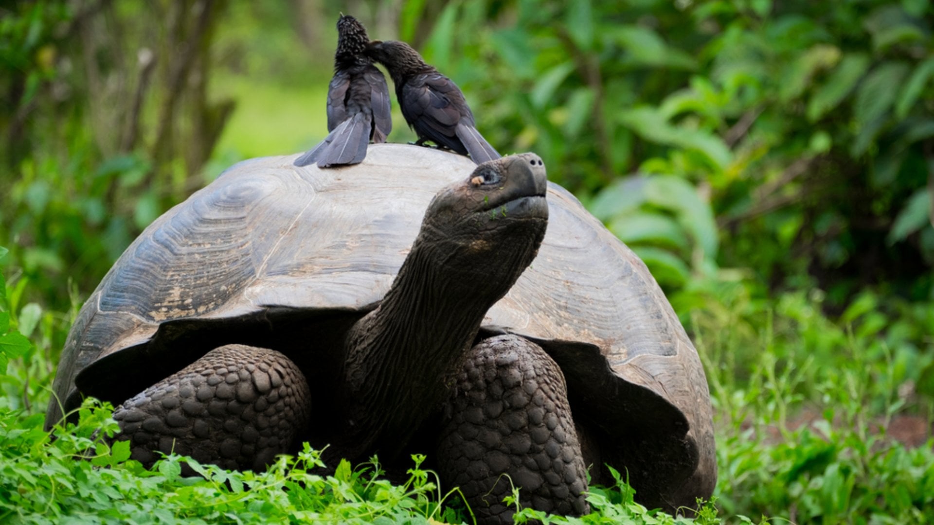 Galapagos Giant Tortoise