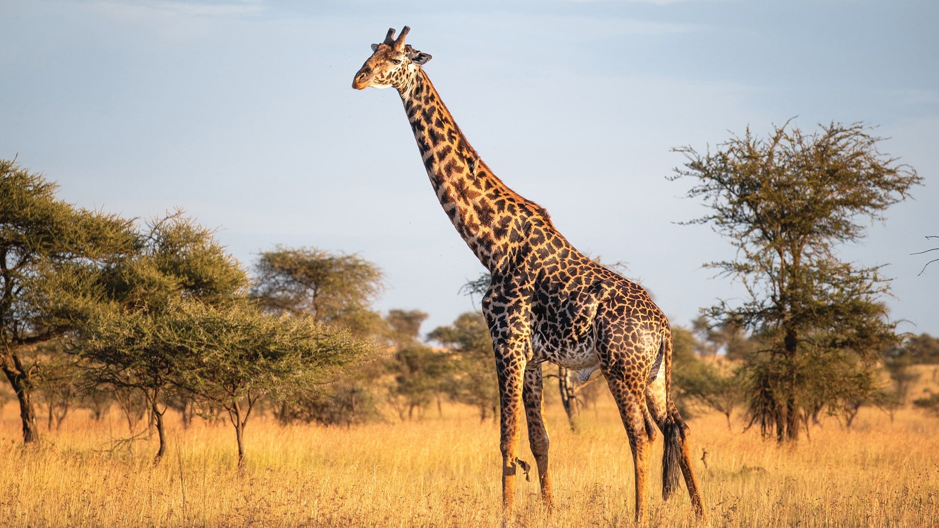 giraffe crossing golden prairie with trees
