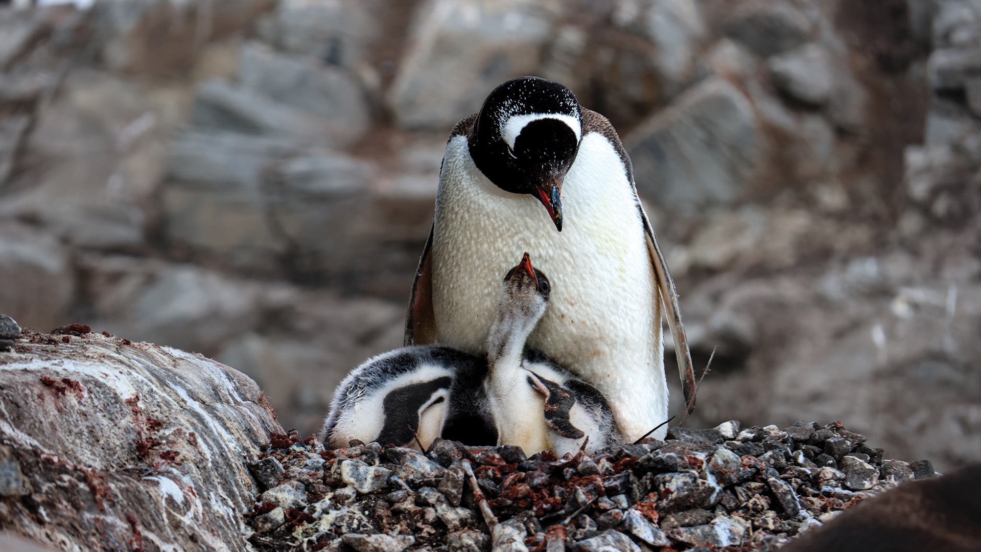 A gentoo penguin standing over its young