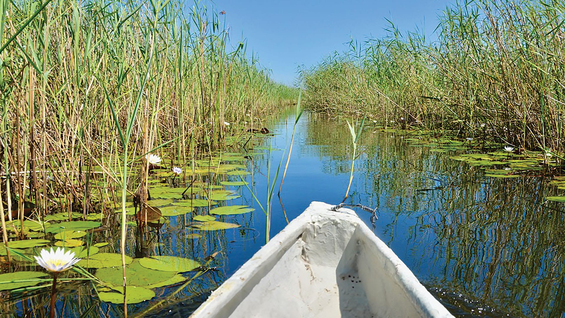 canoe passing through wetland with lilypads