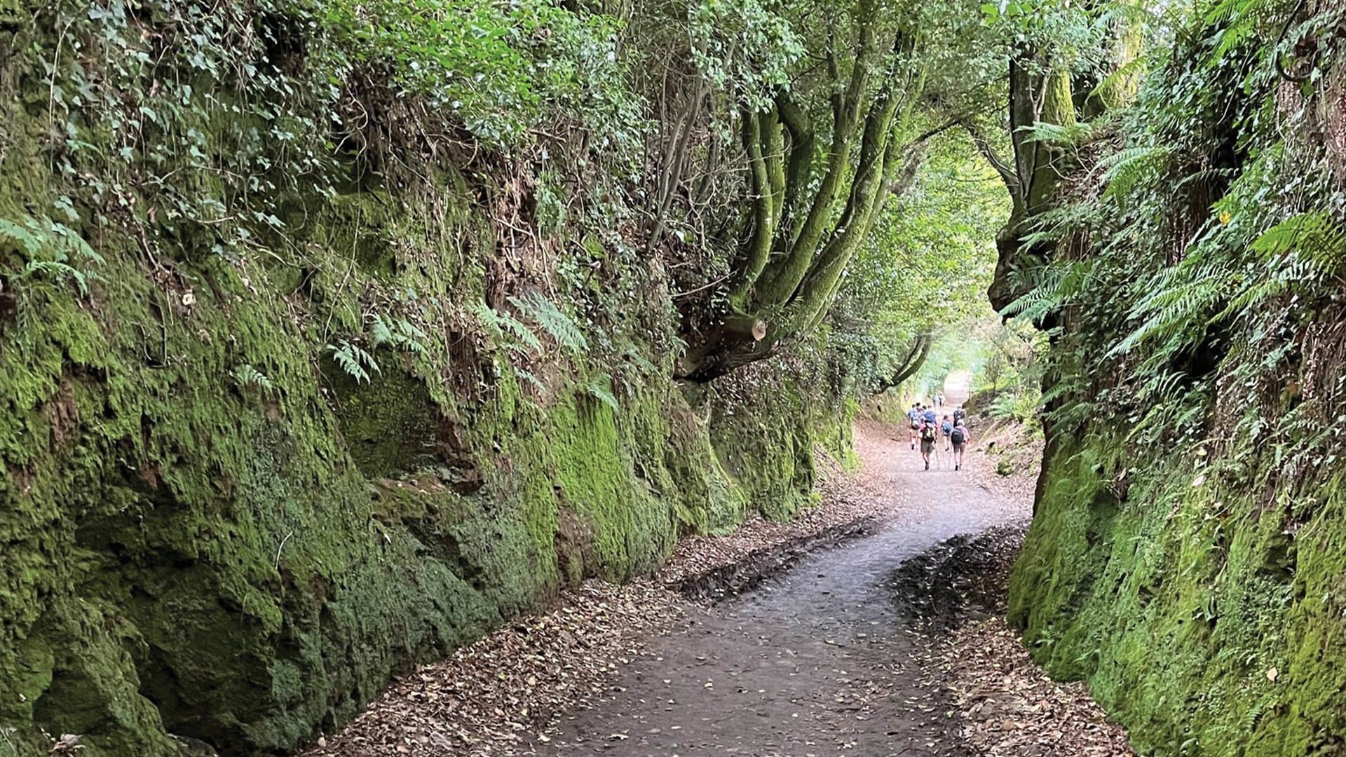 hikers on a lush trail in Japan