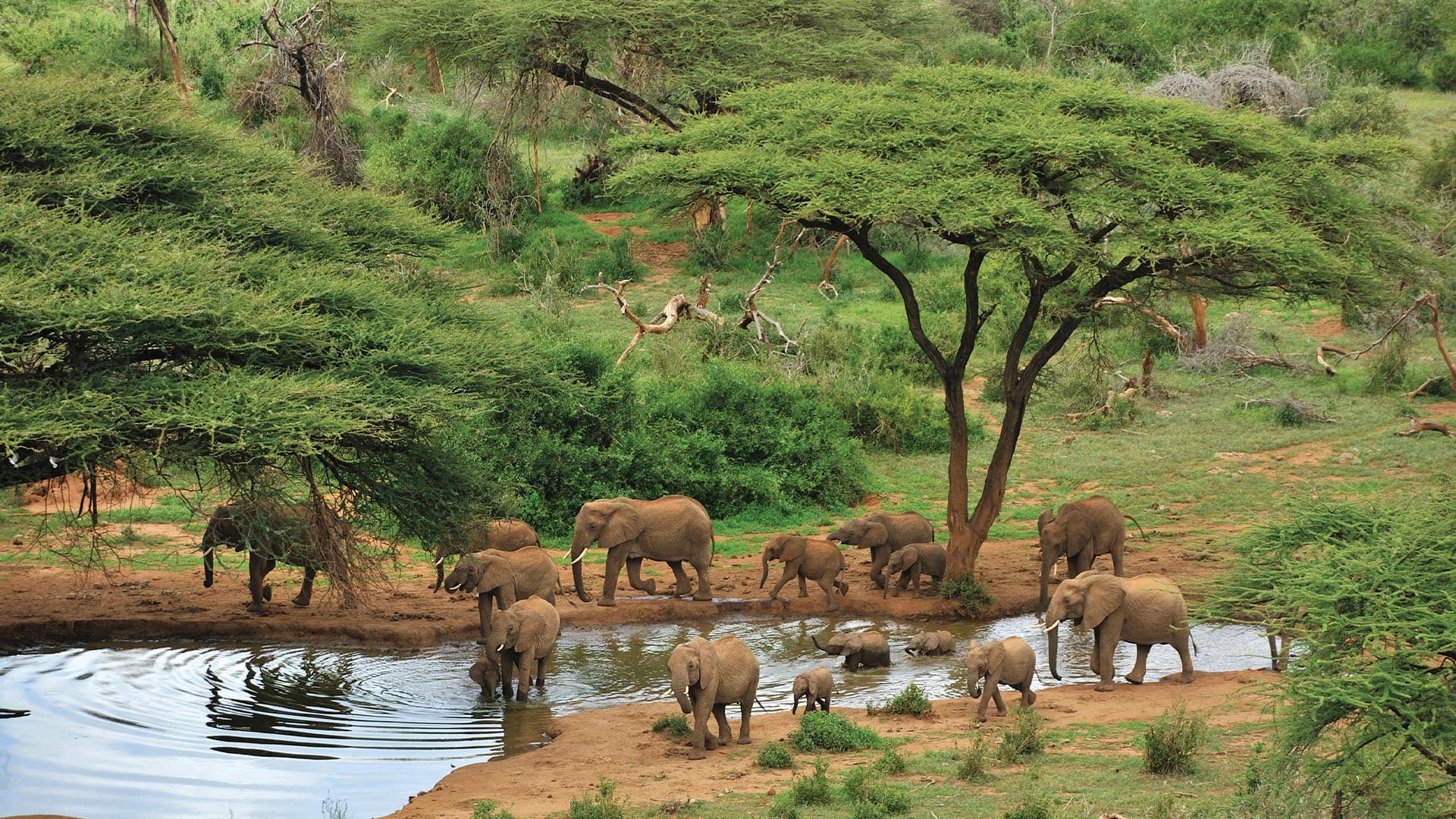 group of elephants at a waterhole
