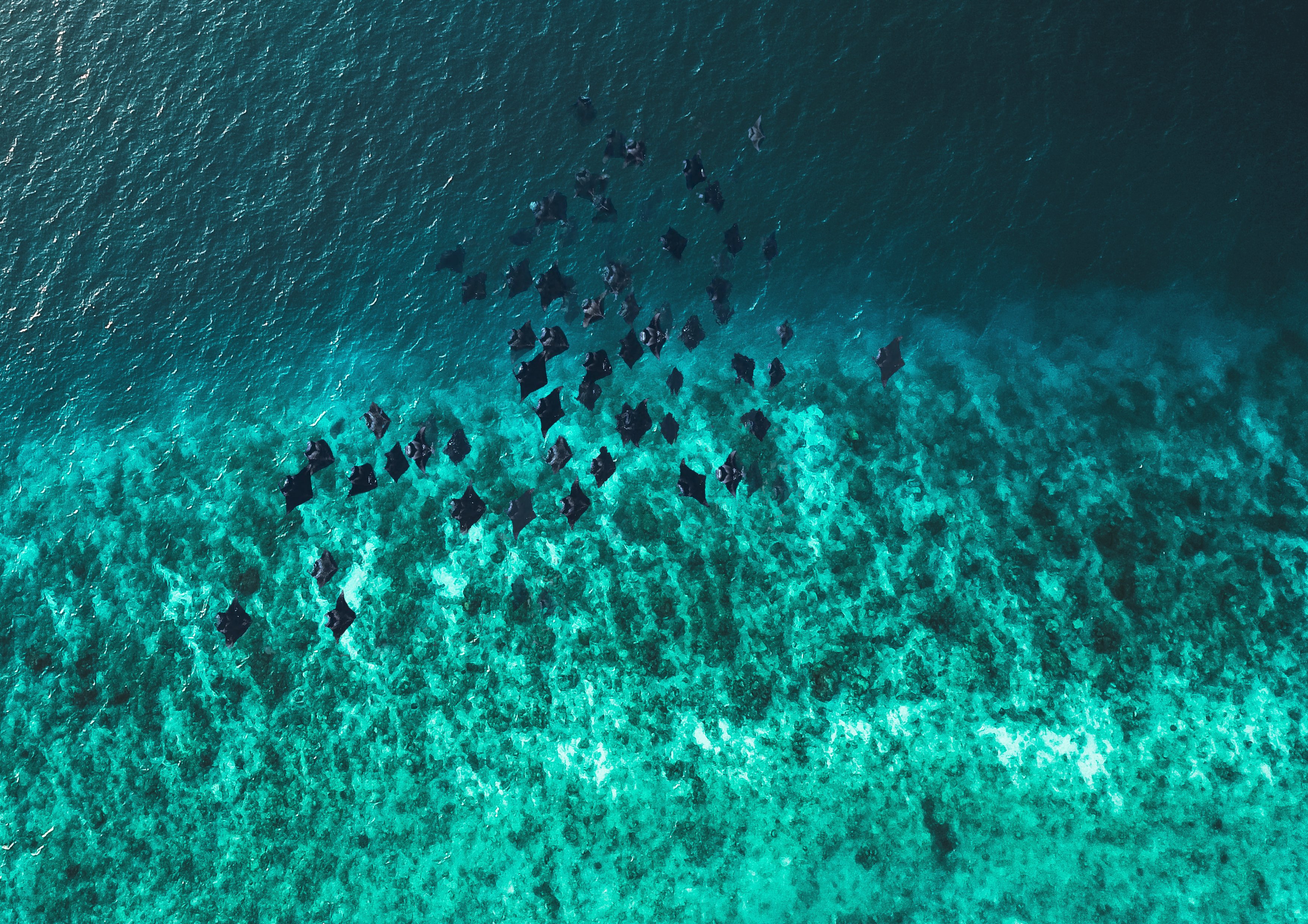Aerial view of manta rays swimming in Hanifaru Bay, Maldives.