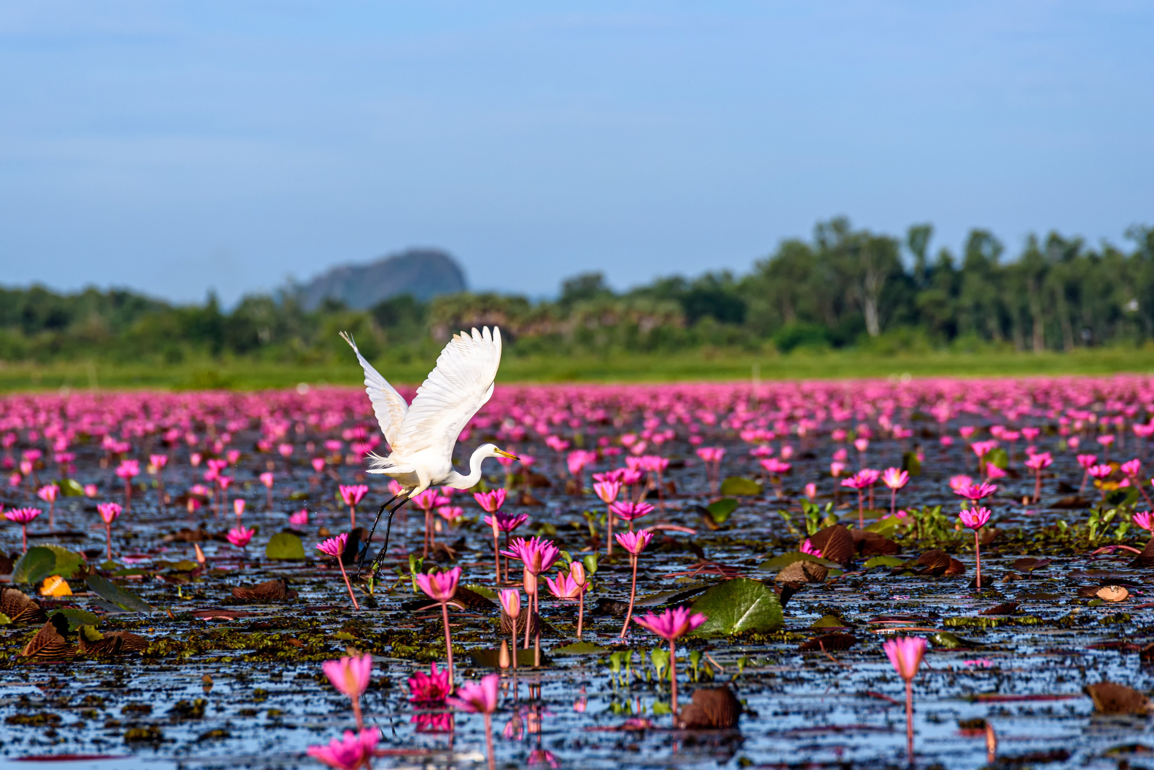 Eastern Cattle Egret in wetlands Thale Noi Non-Hunting Area.