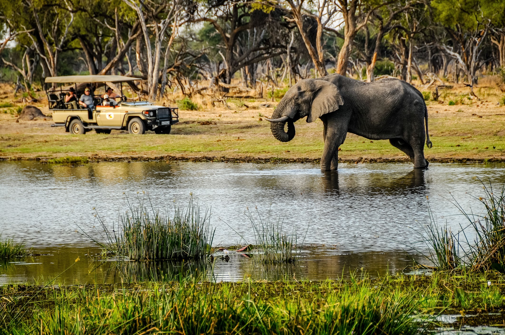 Tourist jeep and elephant in the Chobe National Park, Botswana.