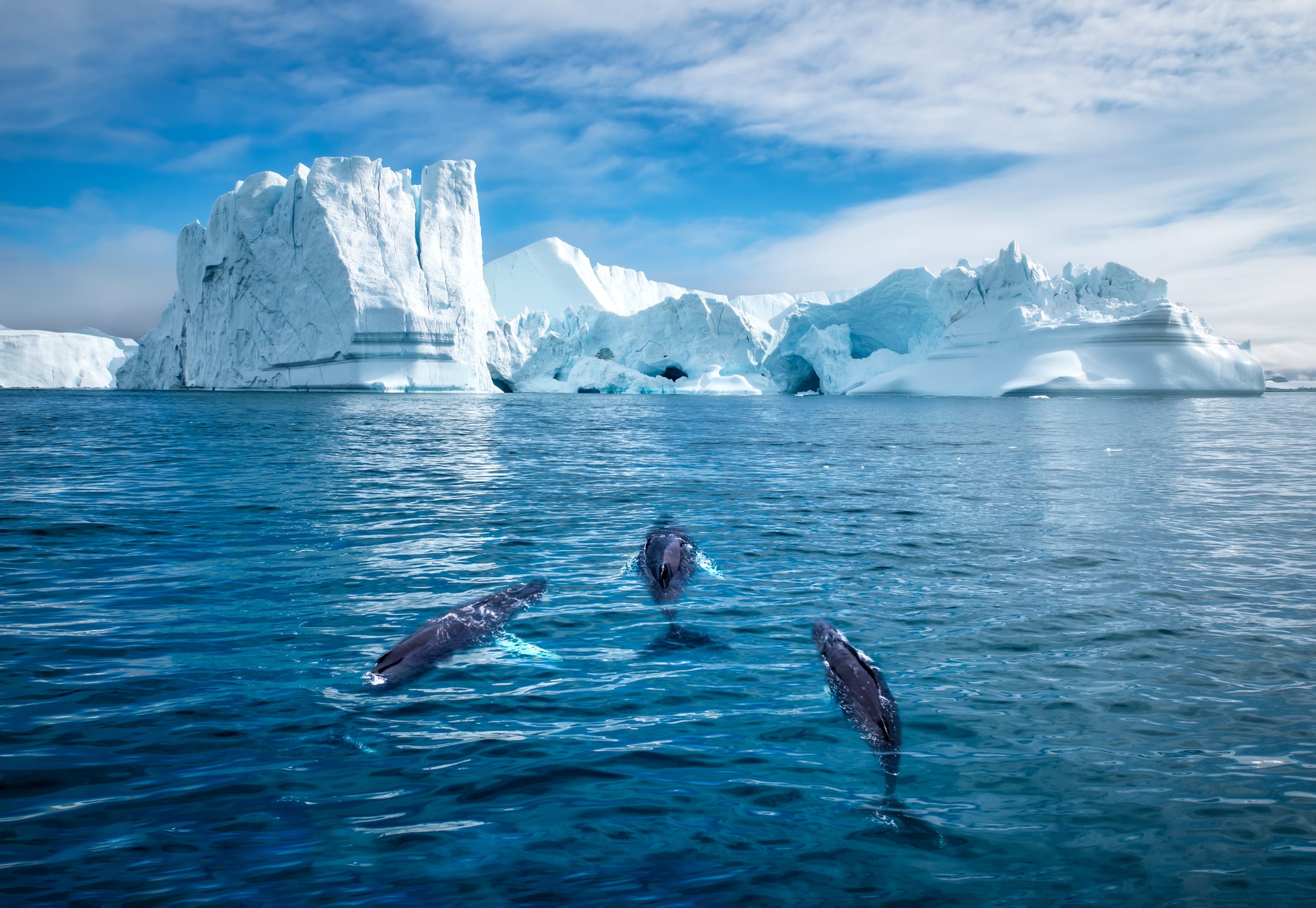 Three humpack whales swimming to towering, frozen glaciers in Greenland.