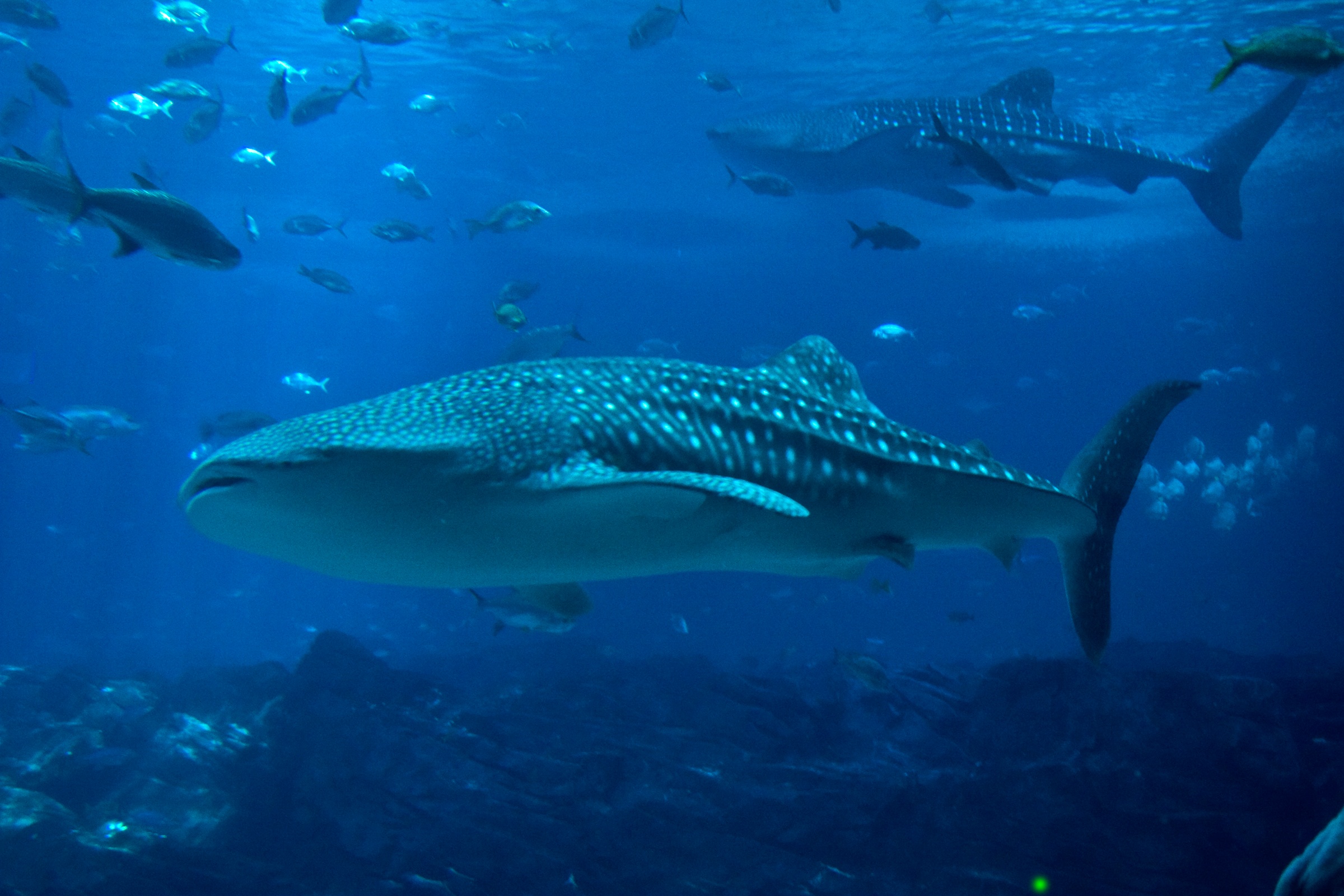 A picture of a whale shark swimming in deep ocean-blue water, surrounded by a bunch of tropical fish in Ningaloo Reef, Western Australia
