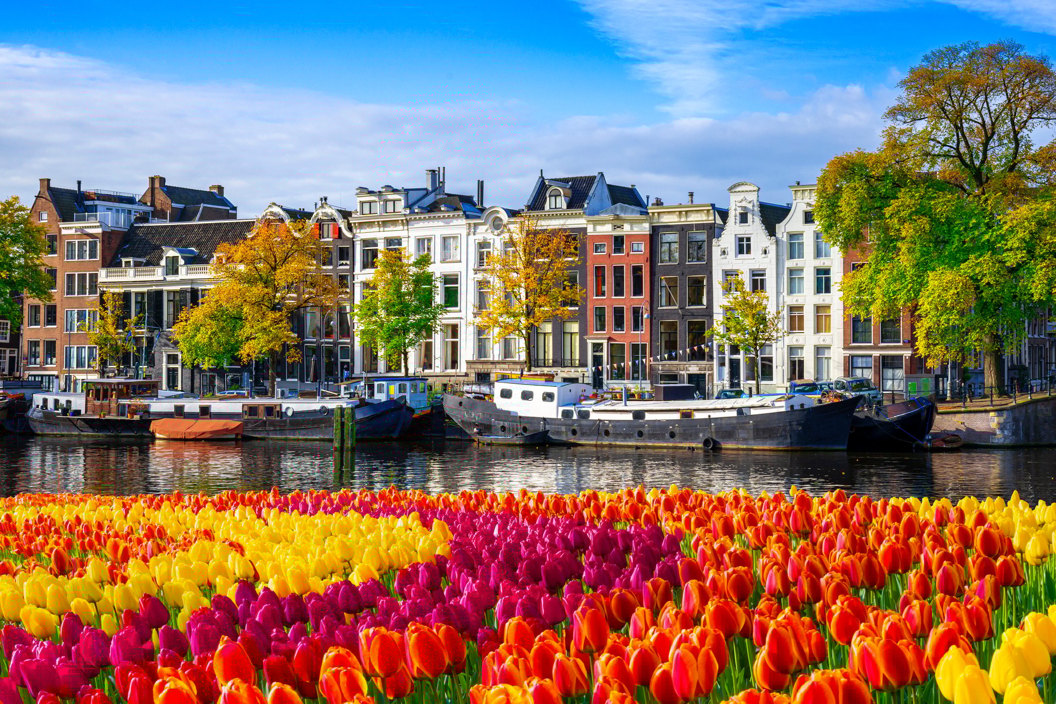 Amsterdam City Houses at Canal Waterfront with Spring Tulips