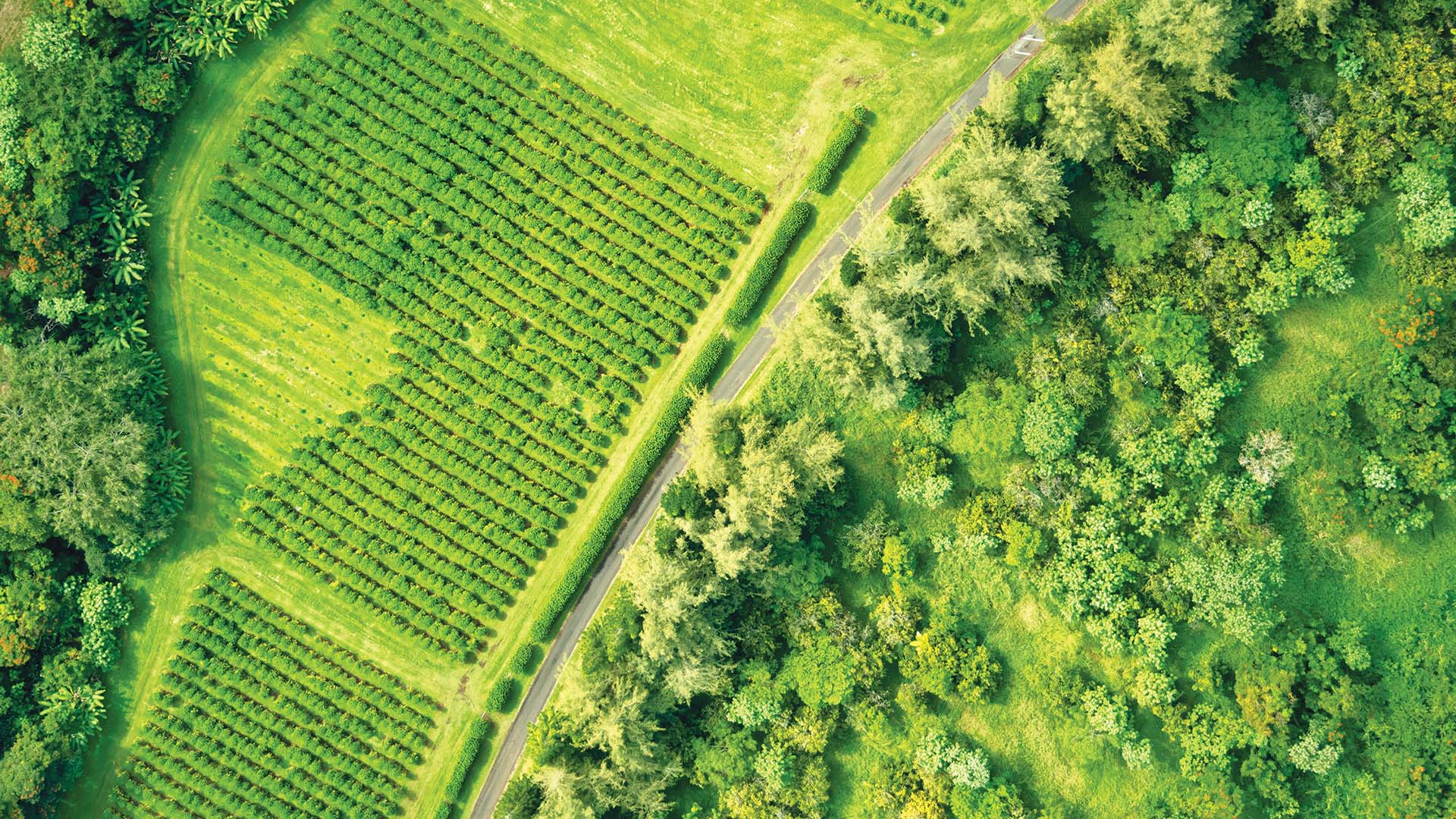 Aerial view of fruit plantations on the Big Island of Hawai'i