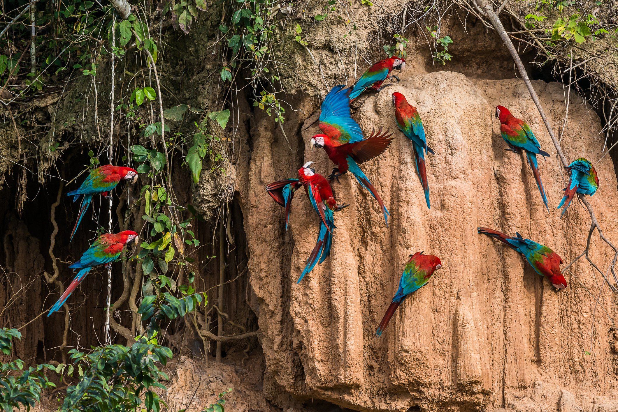 Scarlet macaws in clay lick in the Peruvian Amazon jungle at Madre de Dios, Peru.