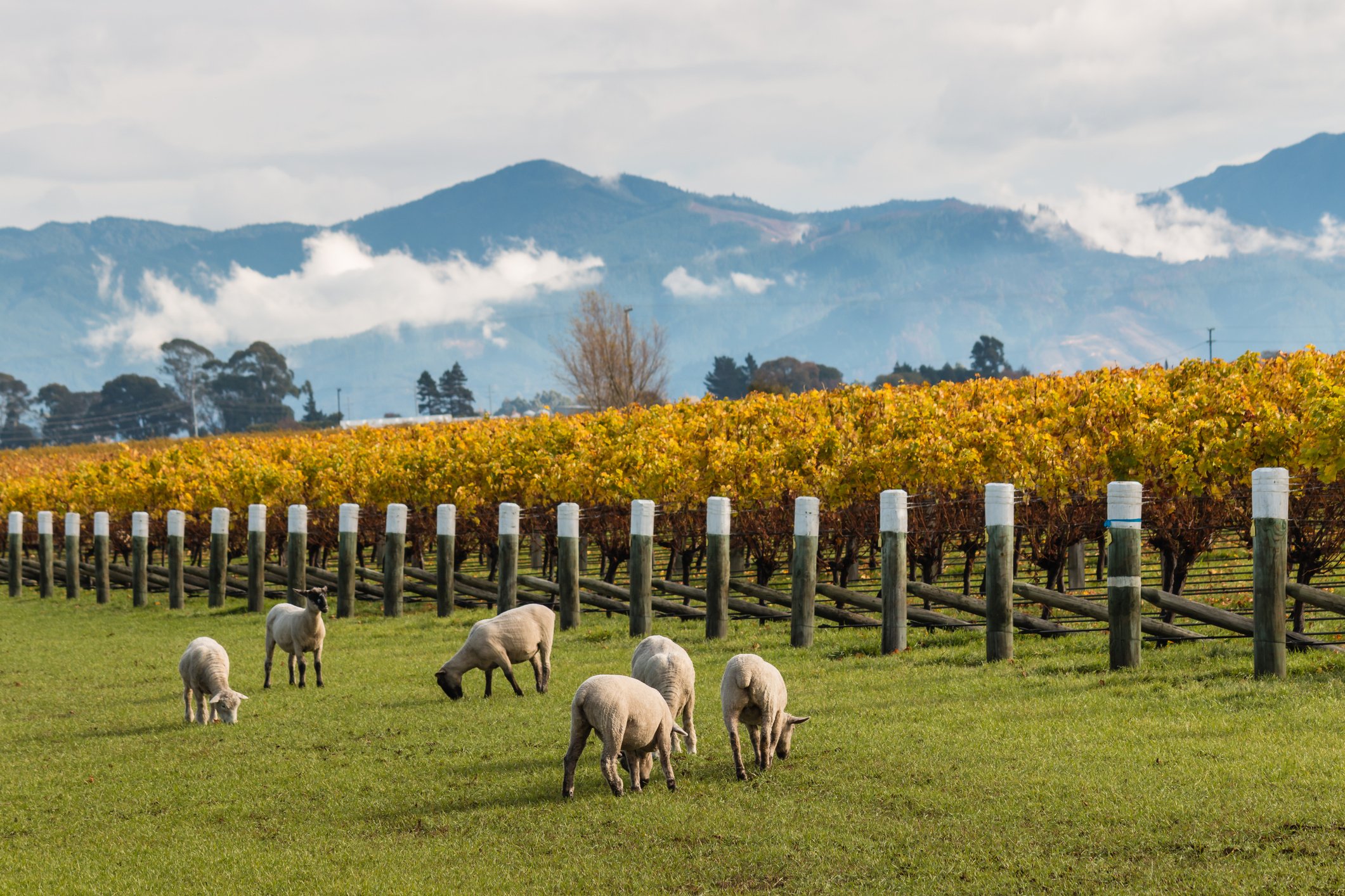 A flock of sheared sheep grazing in front of an autumn vineyard in New Zealand.
